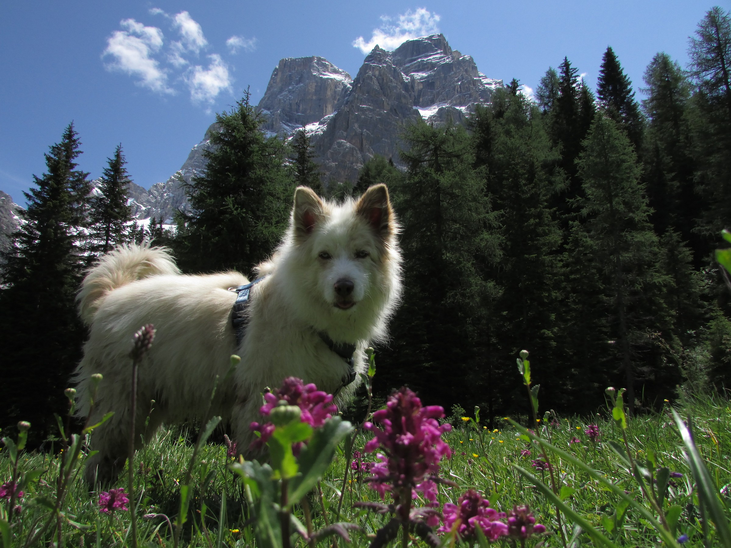 Yuri e il Monte Pelmo