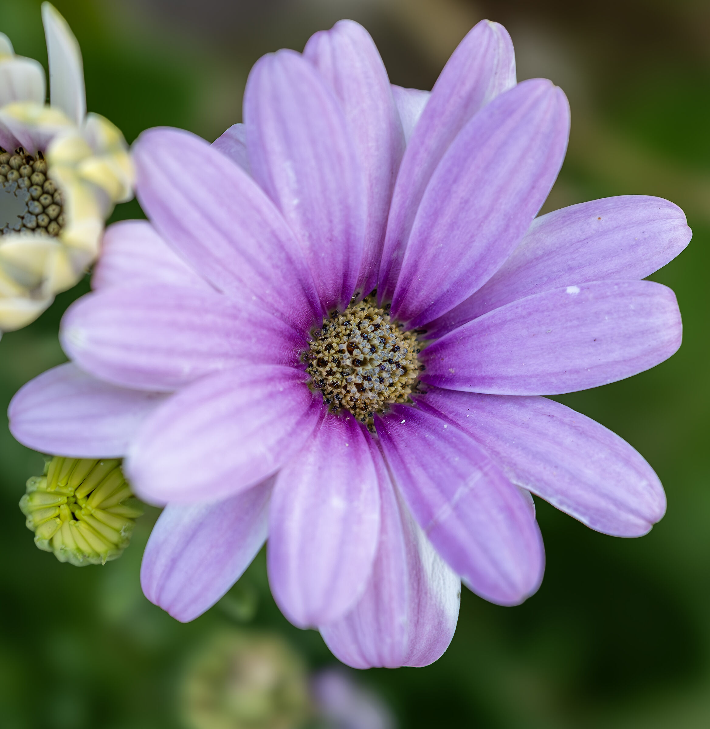 Osteospermum (Margherita Africana)