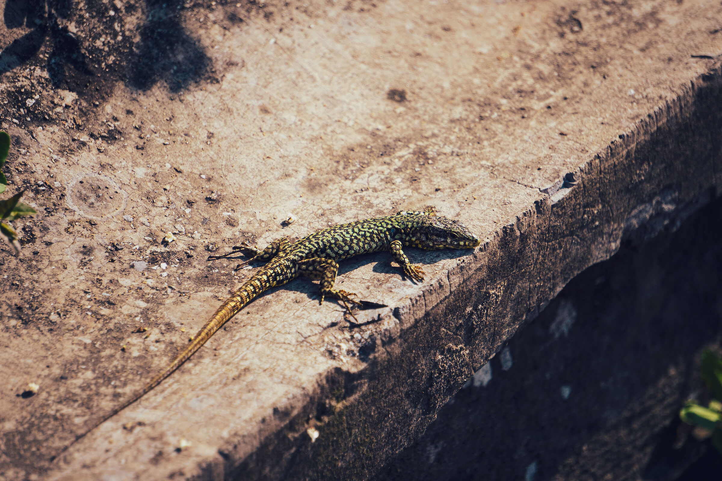 Lizard
