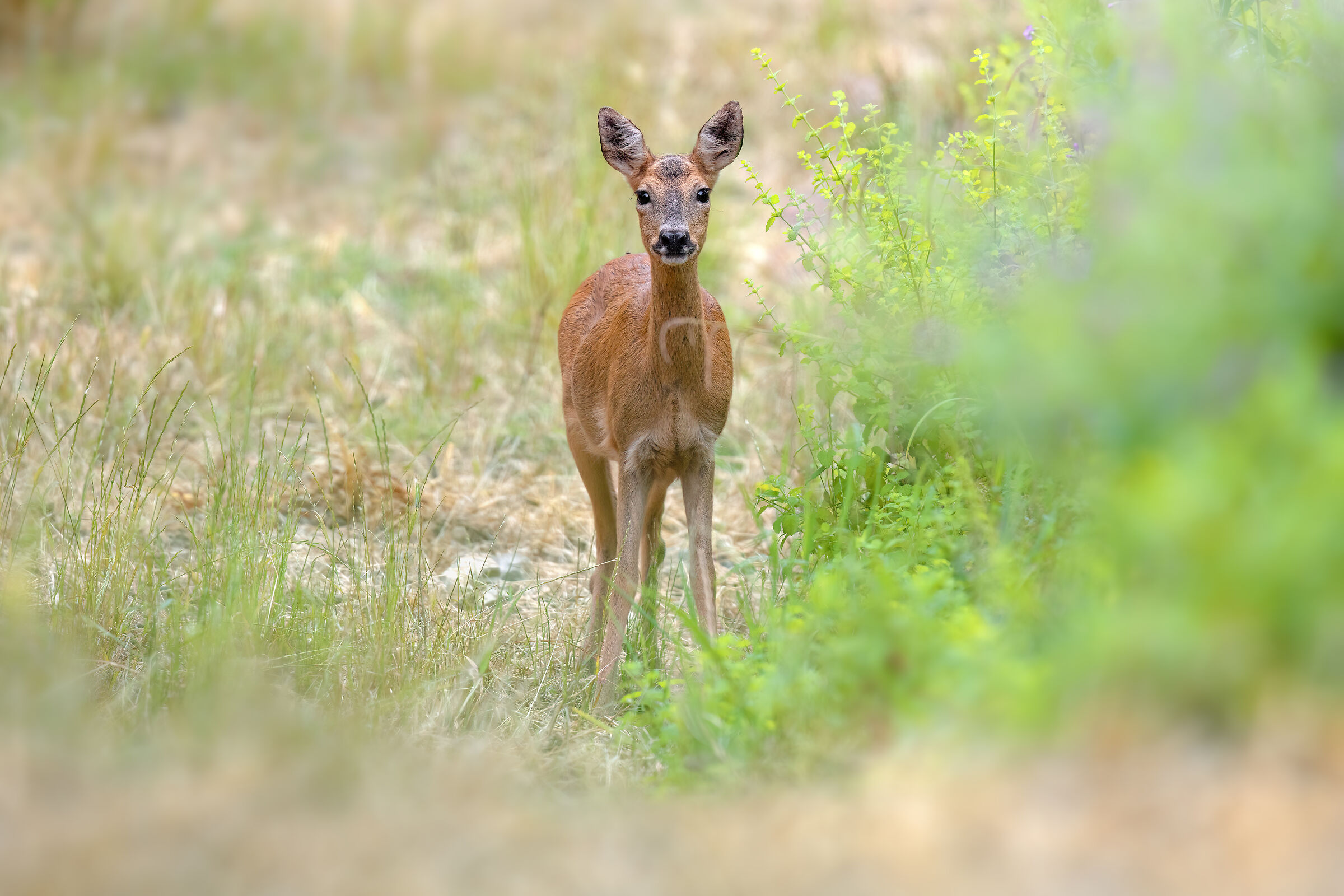 Roe deer f. | Capreolus capreolus (Tuscany-June 2025)