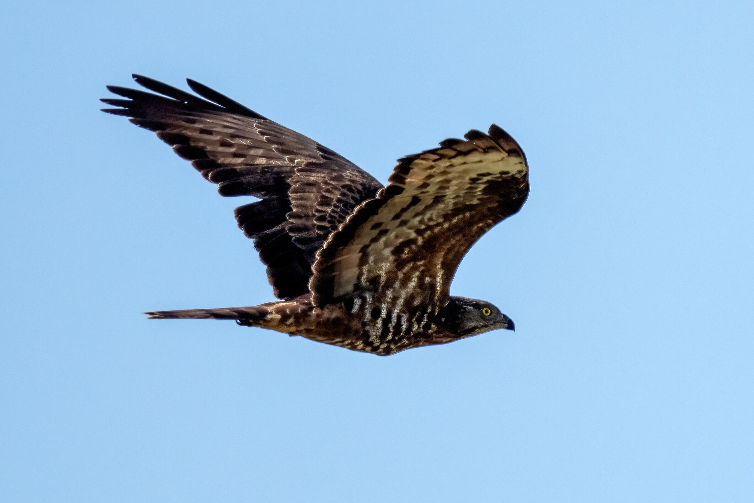 Honey Buzzard (Pernis apivorus)