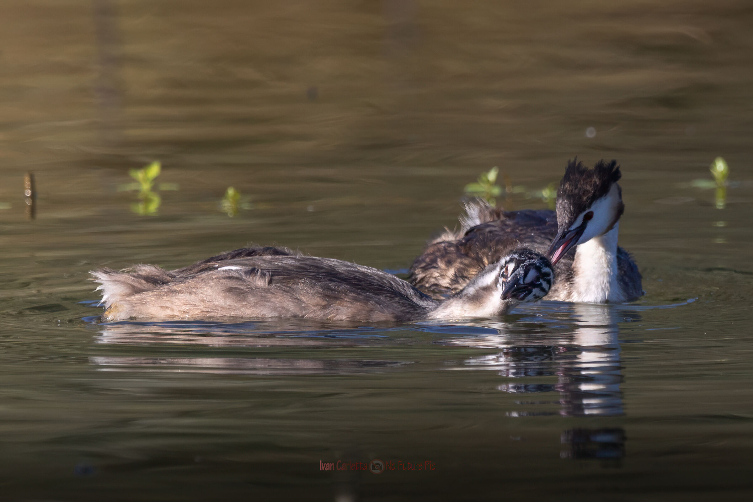 tenerissima scena fra mamma svasso e piccolo