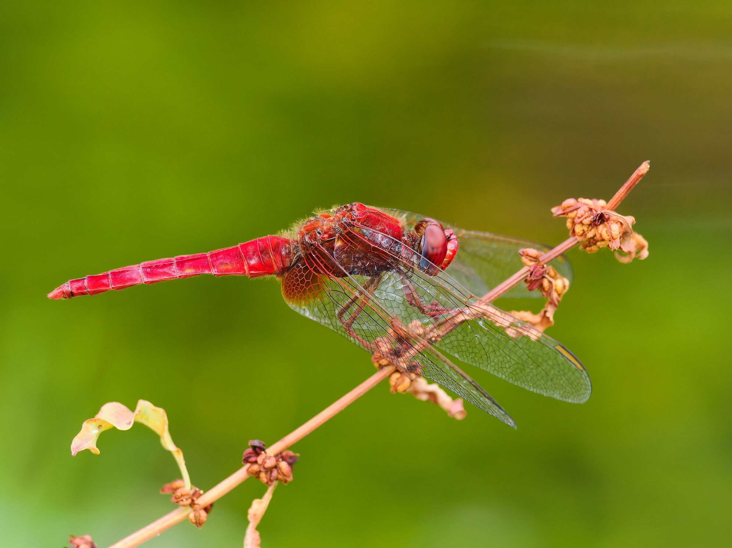 Crocothemis erythraea
