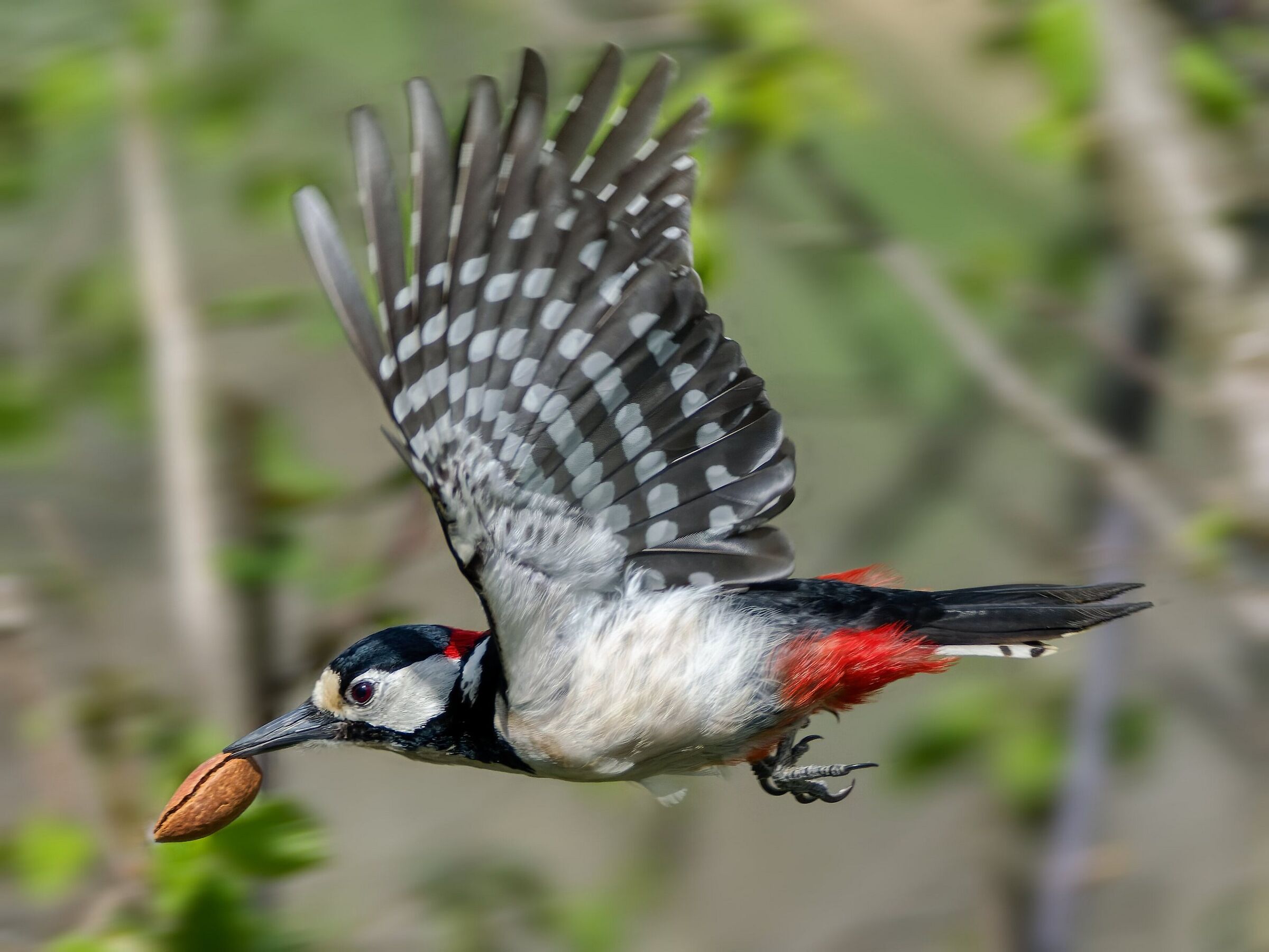 Great Spotted Woodpecker