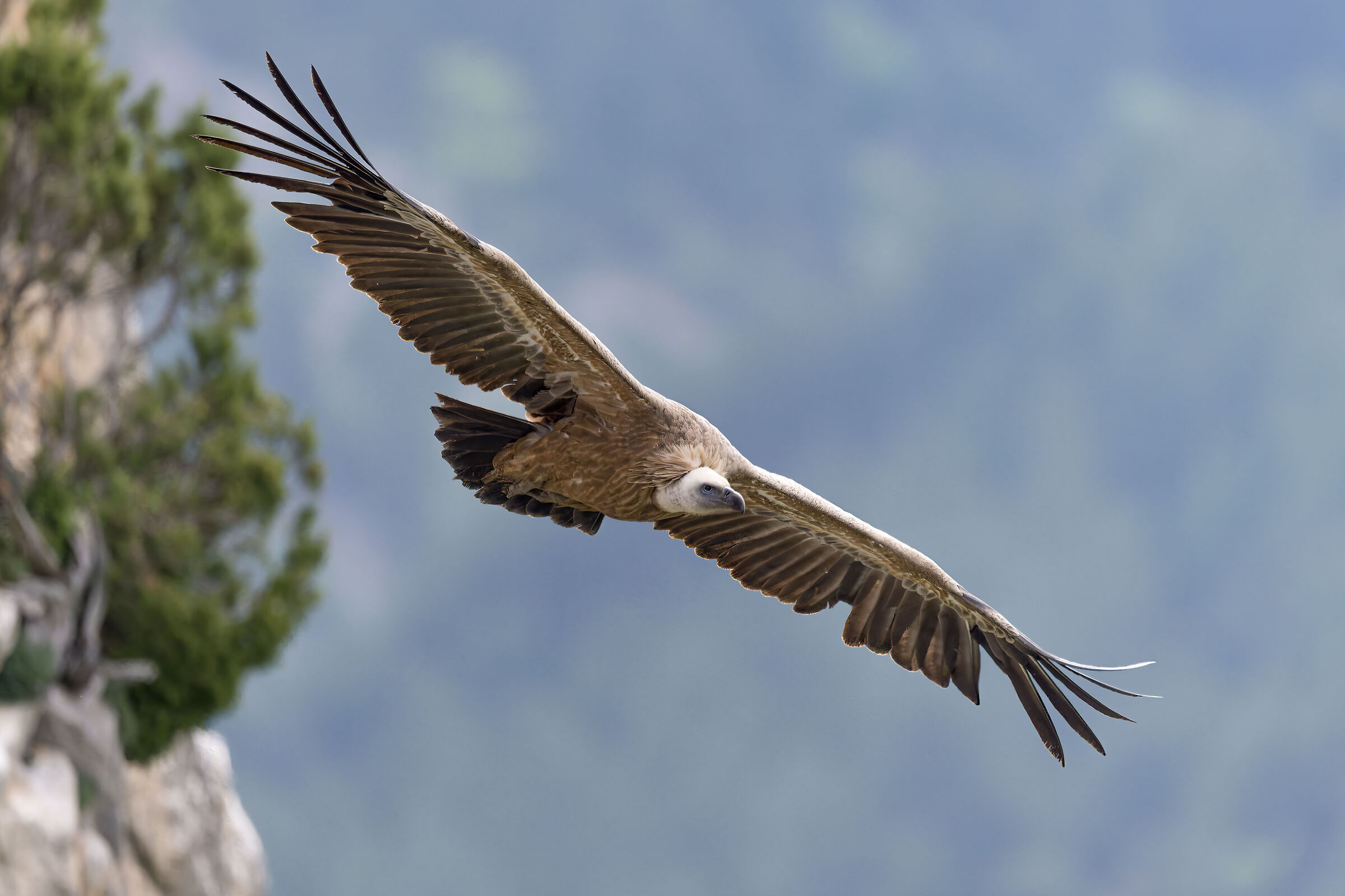 Griffin - Barronies Provencal