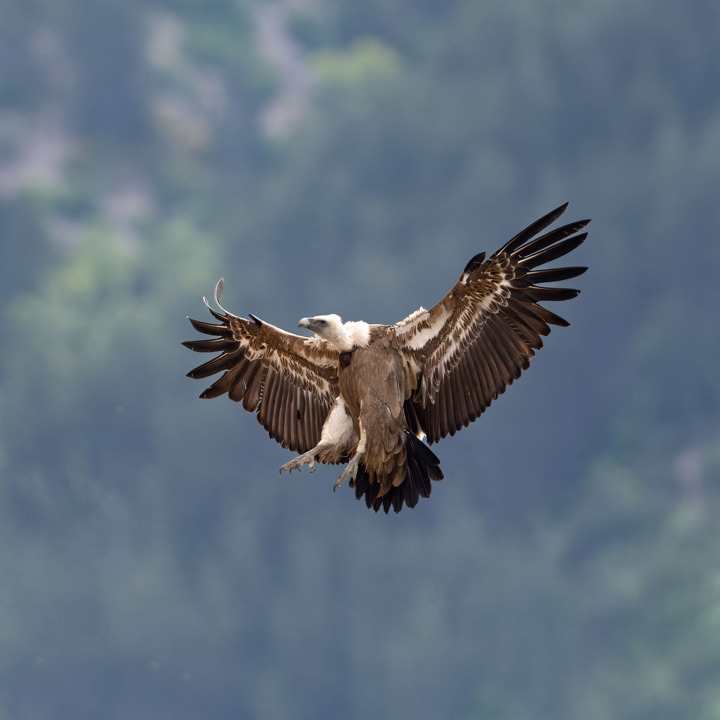 Griffin - Barronies Provencal