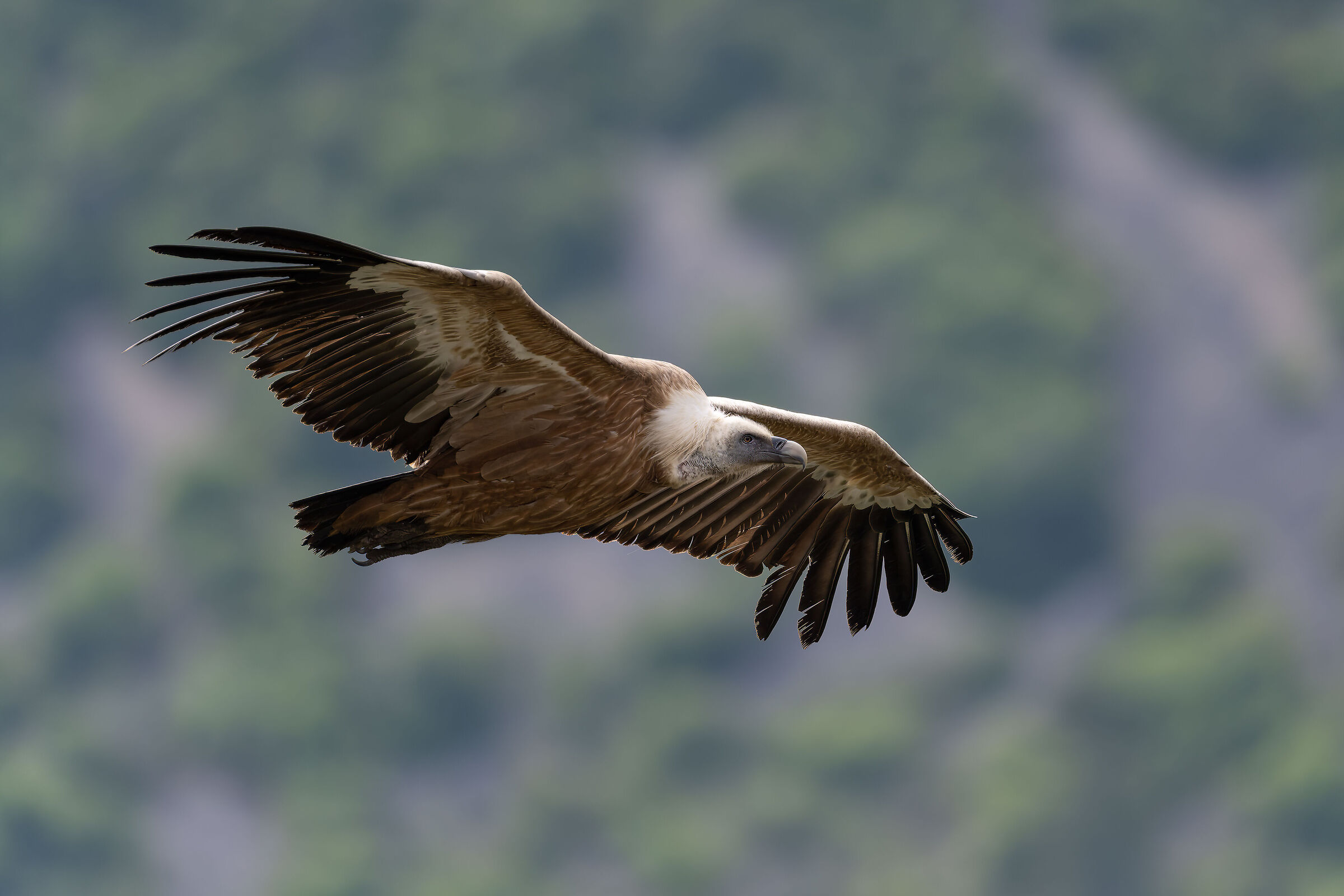 Griffin - Barronies Provencal