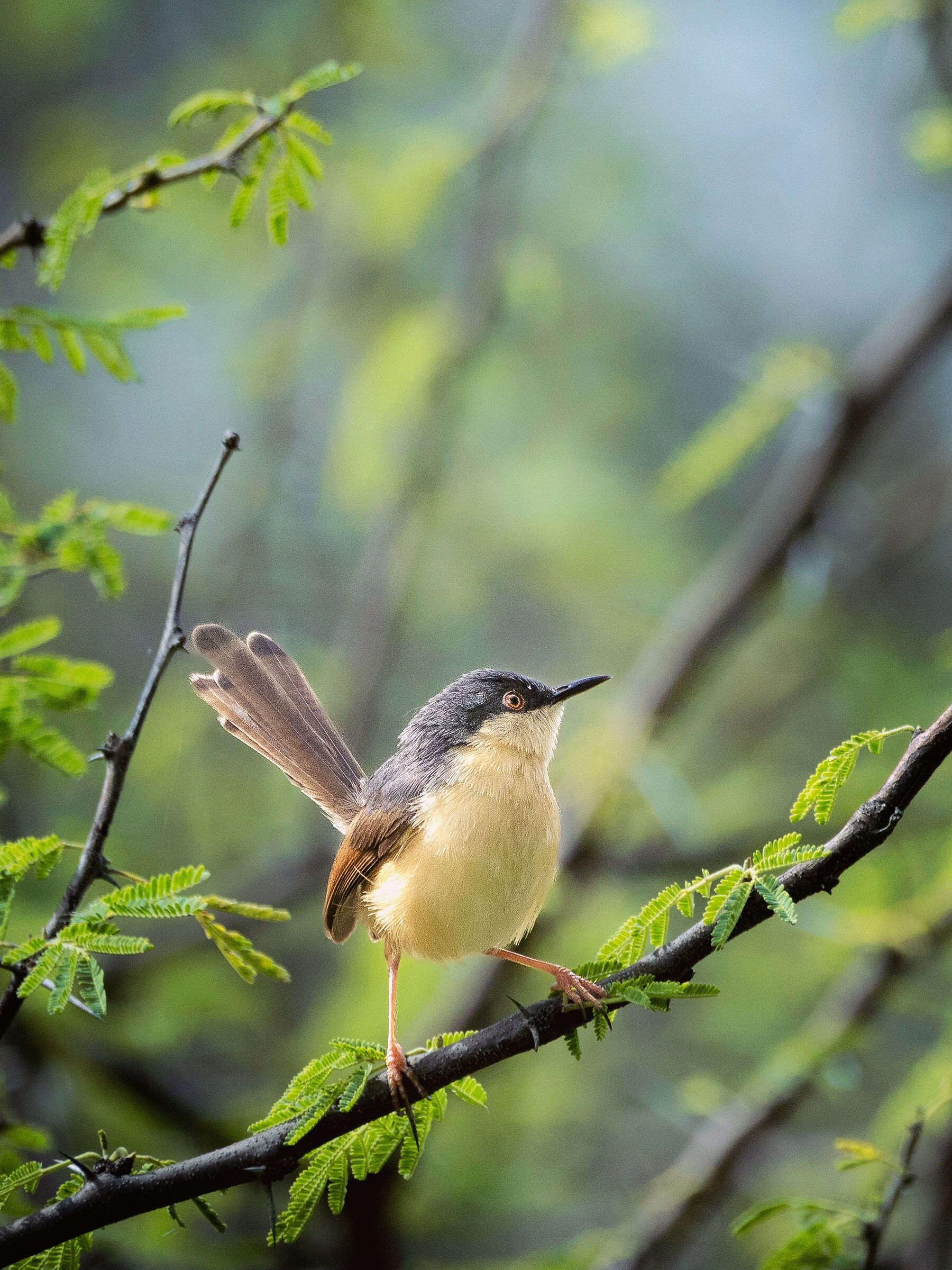 Prinia cinerea