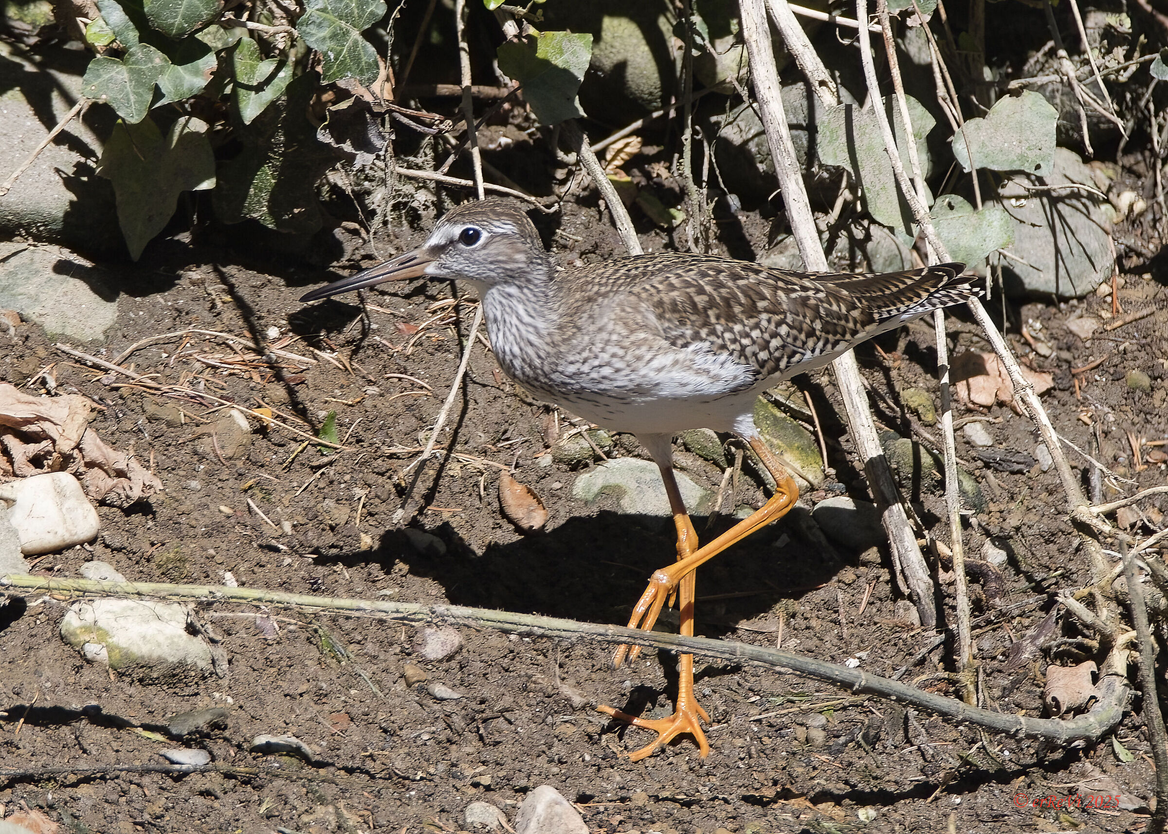 Pettegola giovane. (Tringa totanus)