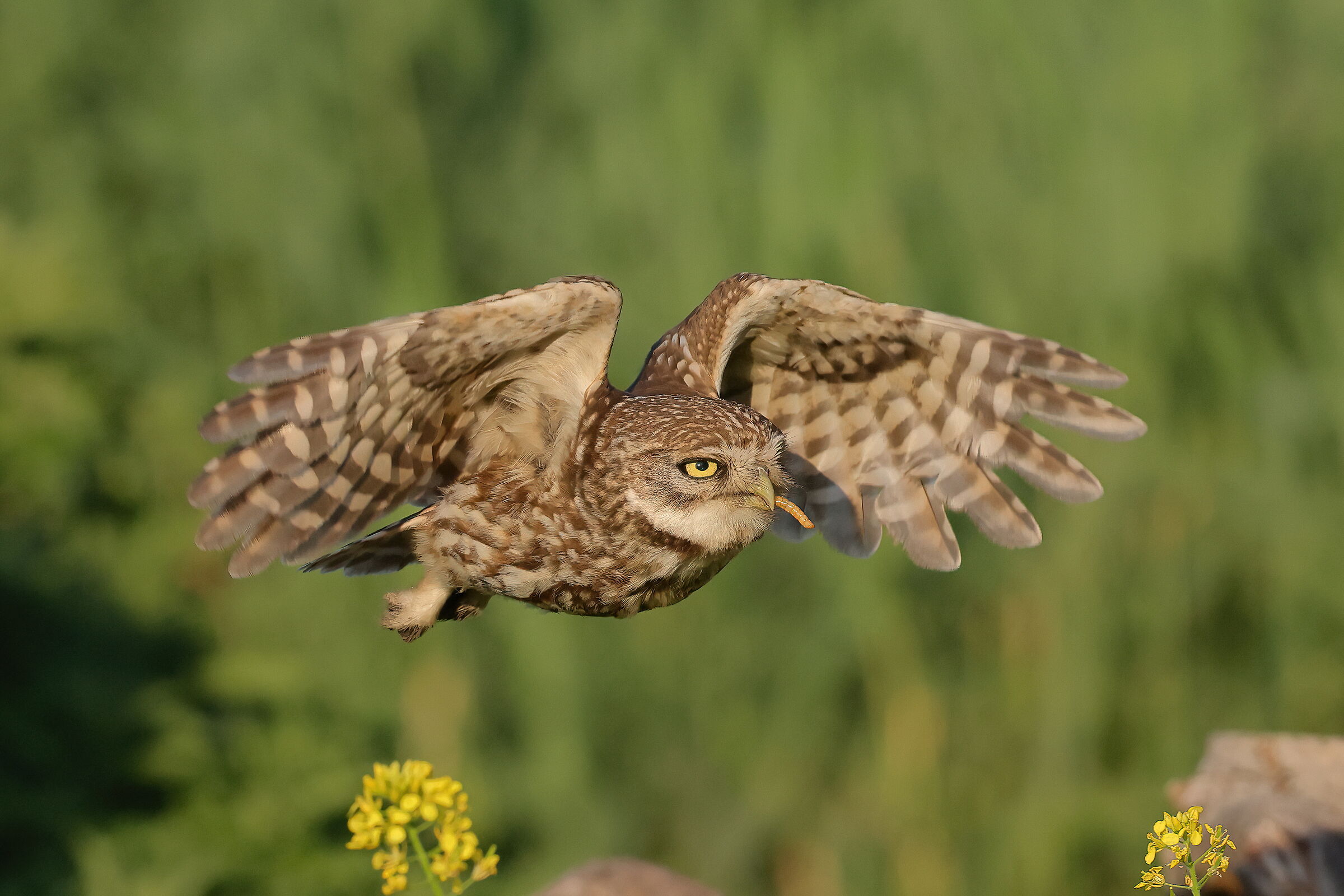 Tireless for the little ones