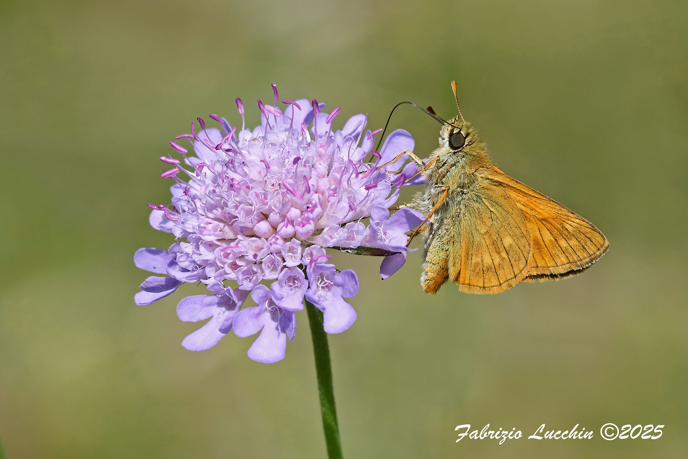 Ochlodes sylvanus