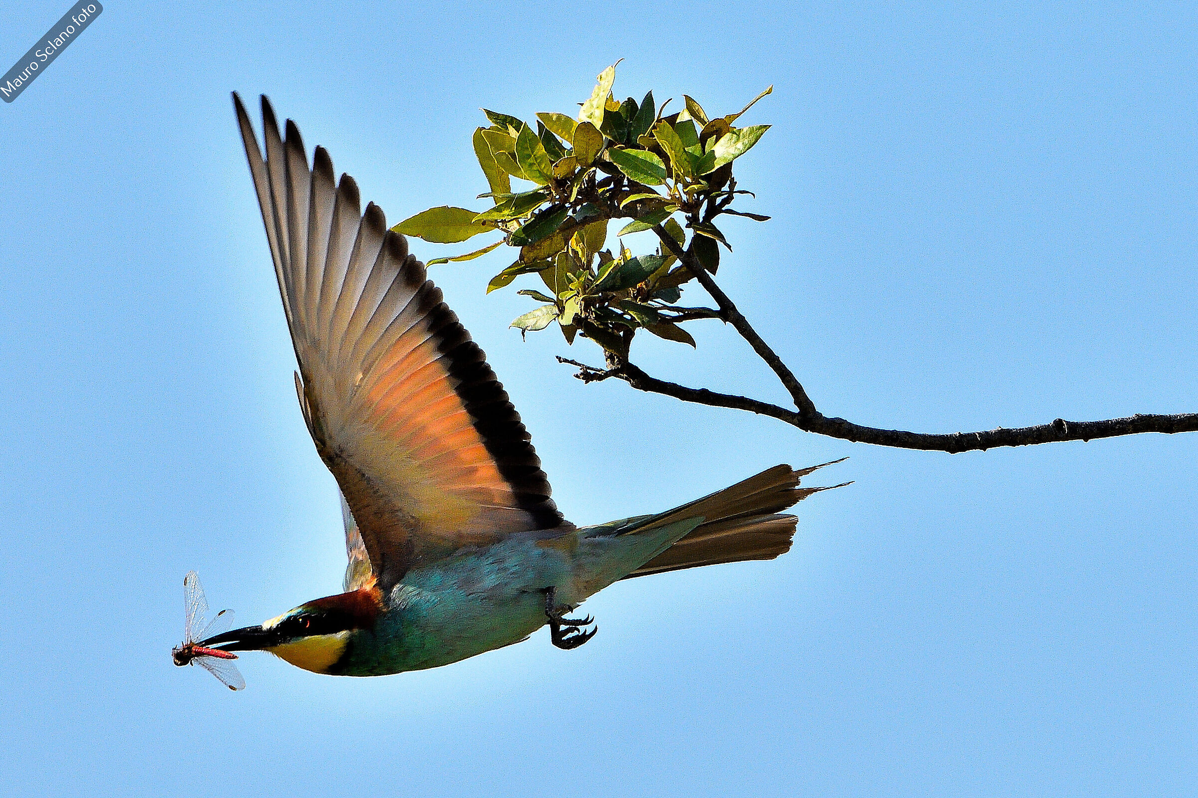 BEE-EATER