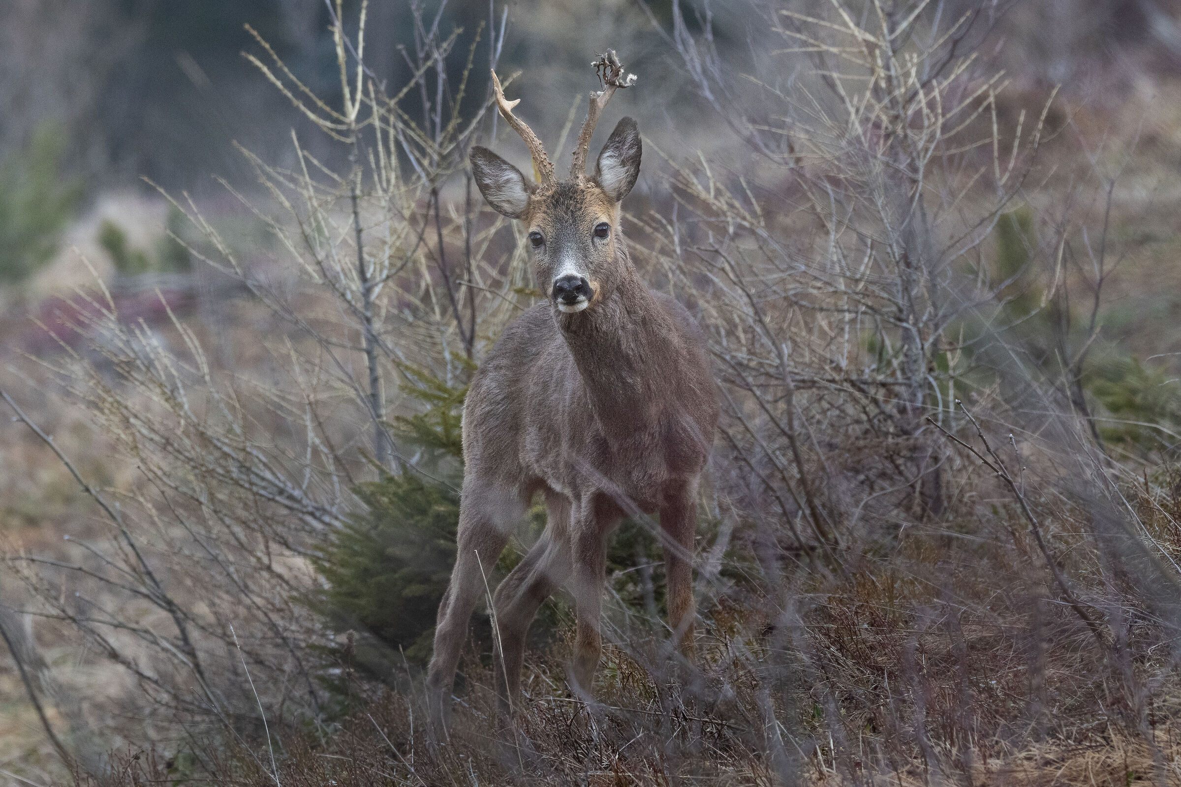 Roe deer
