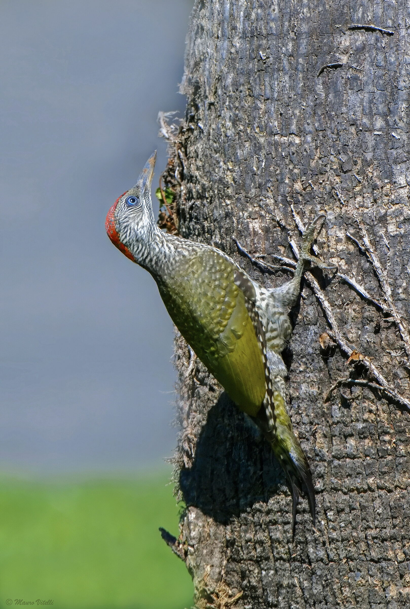 Young Green Woodpecker