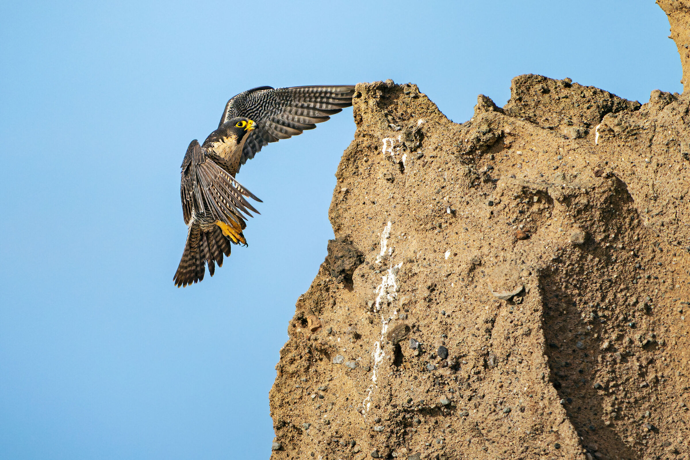 Signore delle rupi e dell'aria - Falco pellegrino