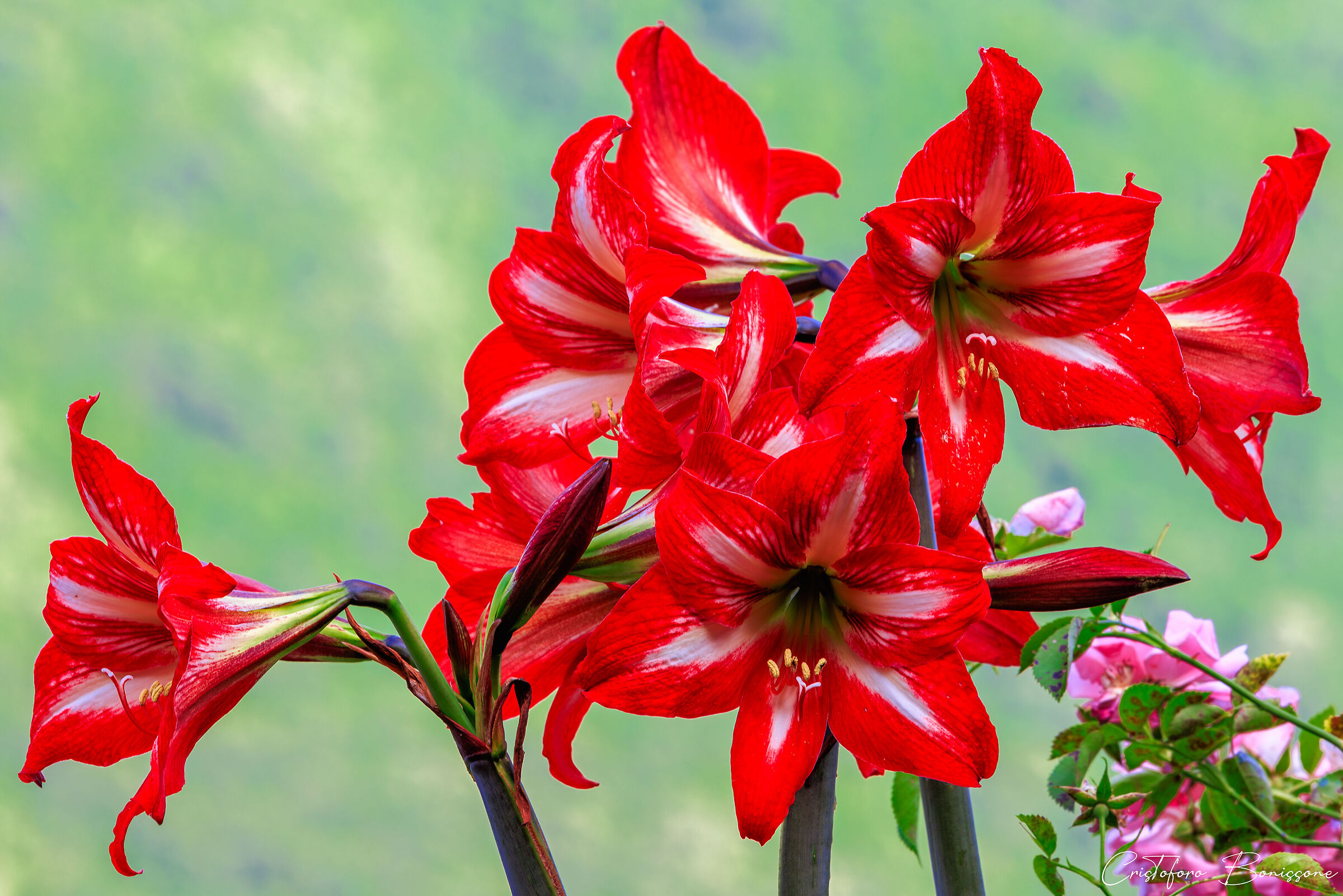 Amaryllis Sonatini