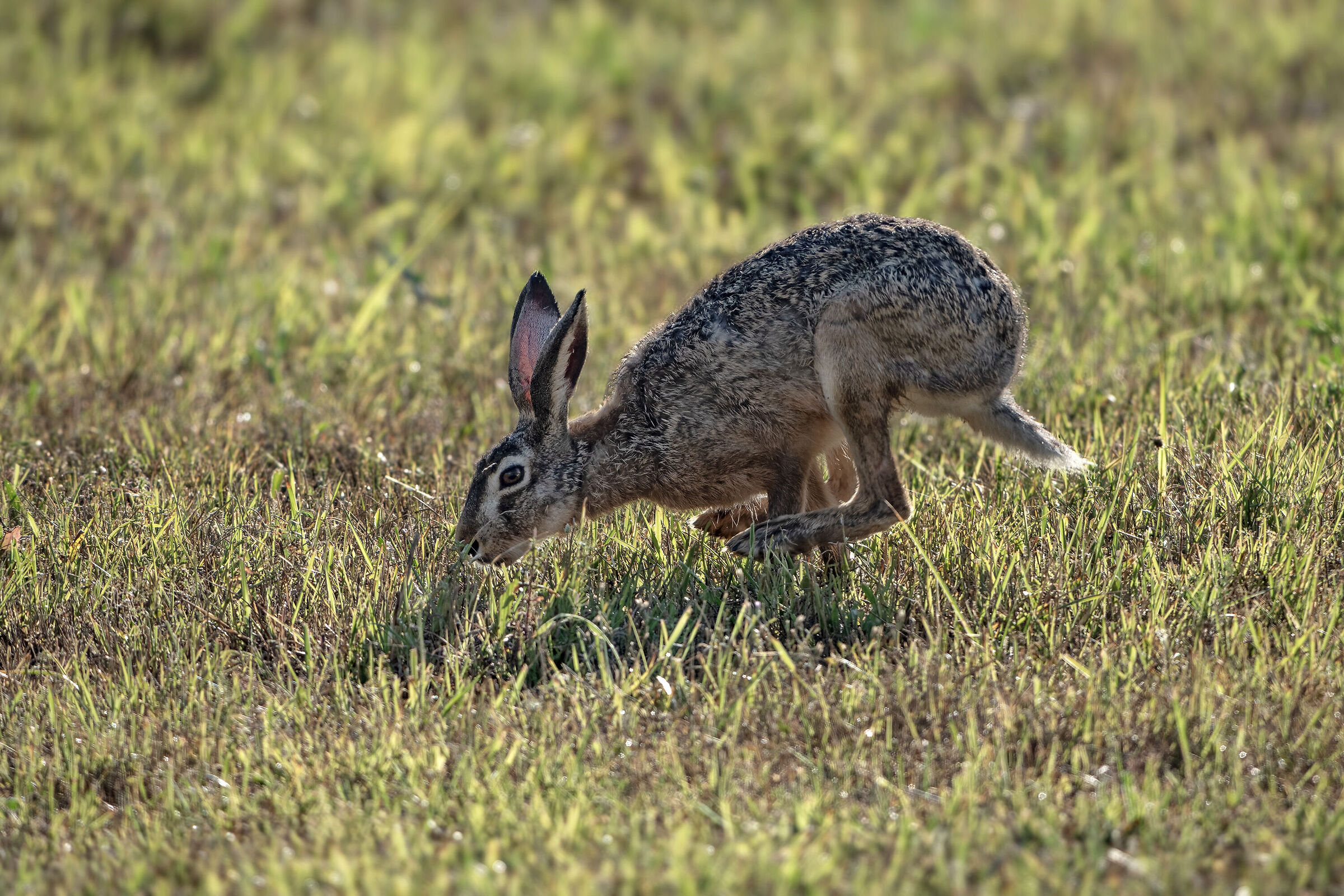 Hare