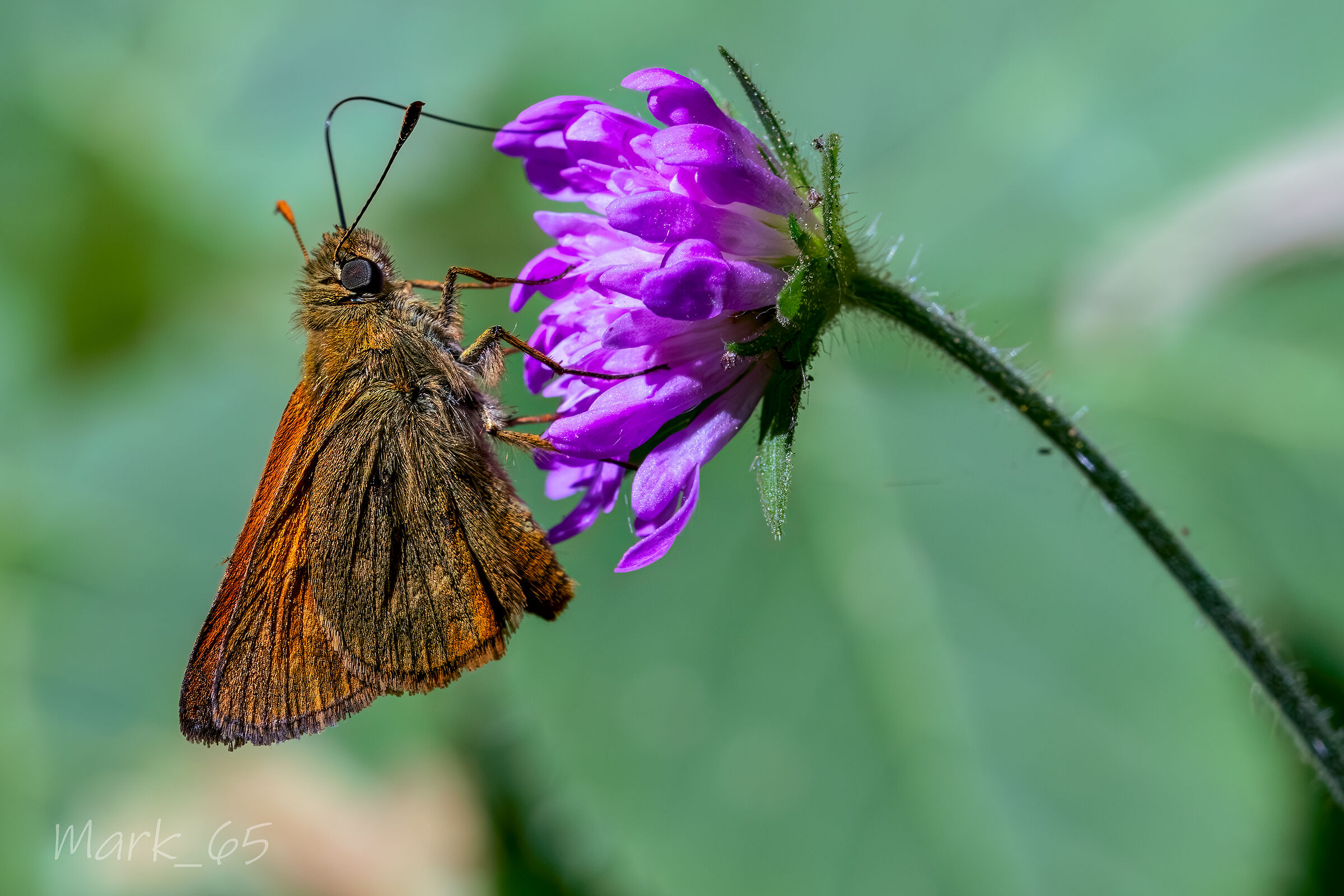 Erynnis Tages