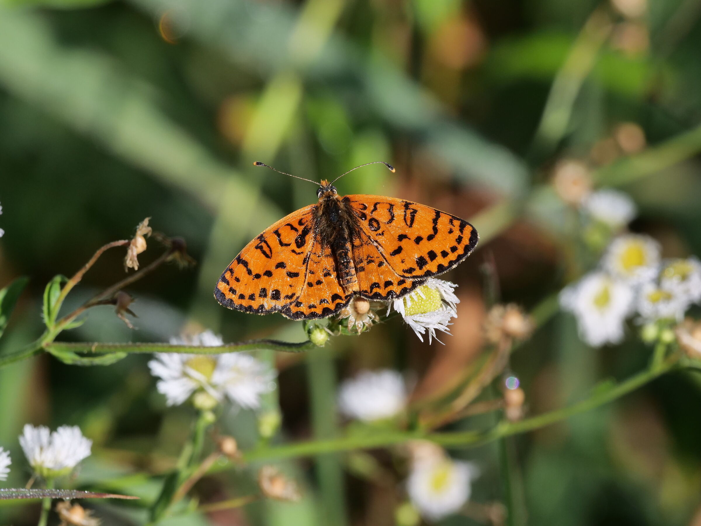 Melitaea didyma