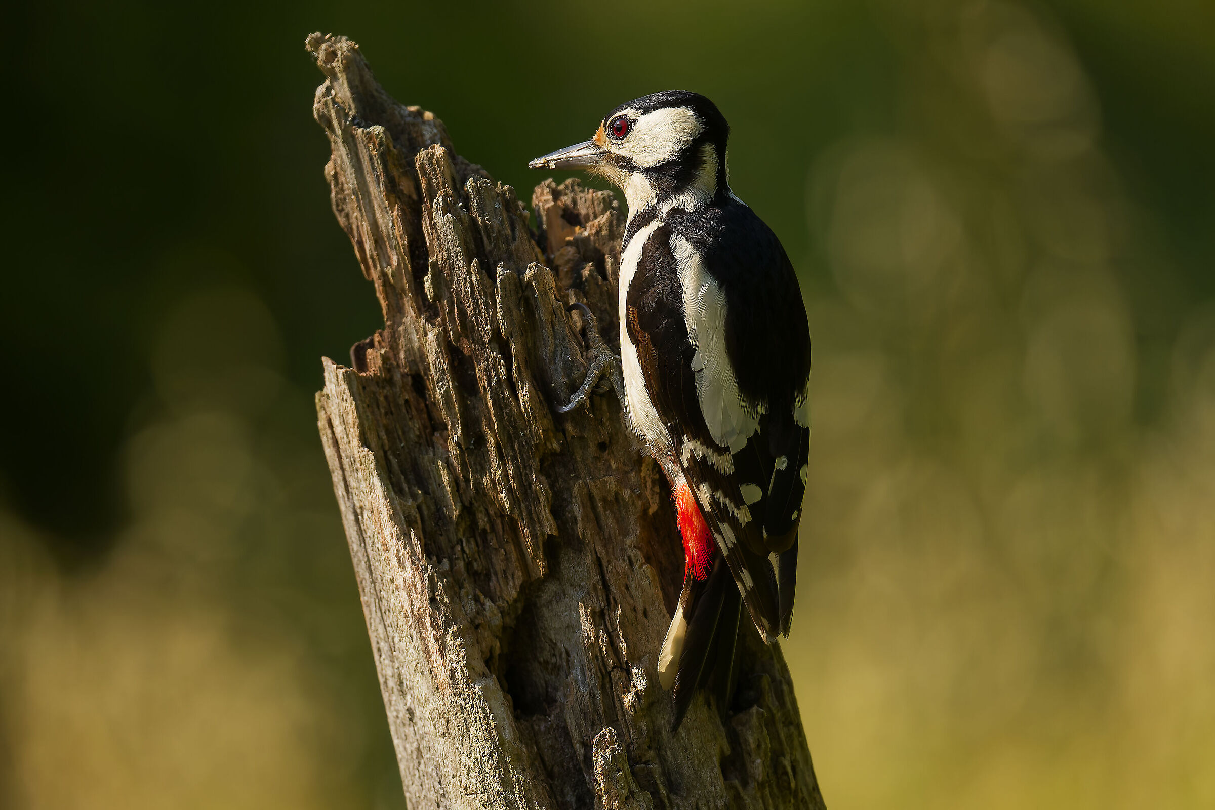 Spotted woodpecker