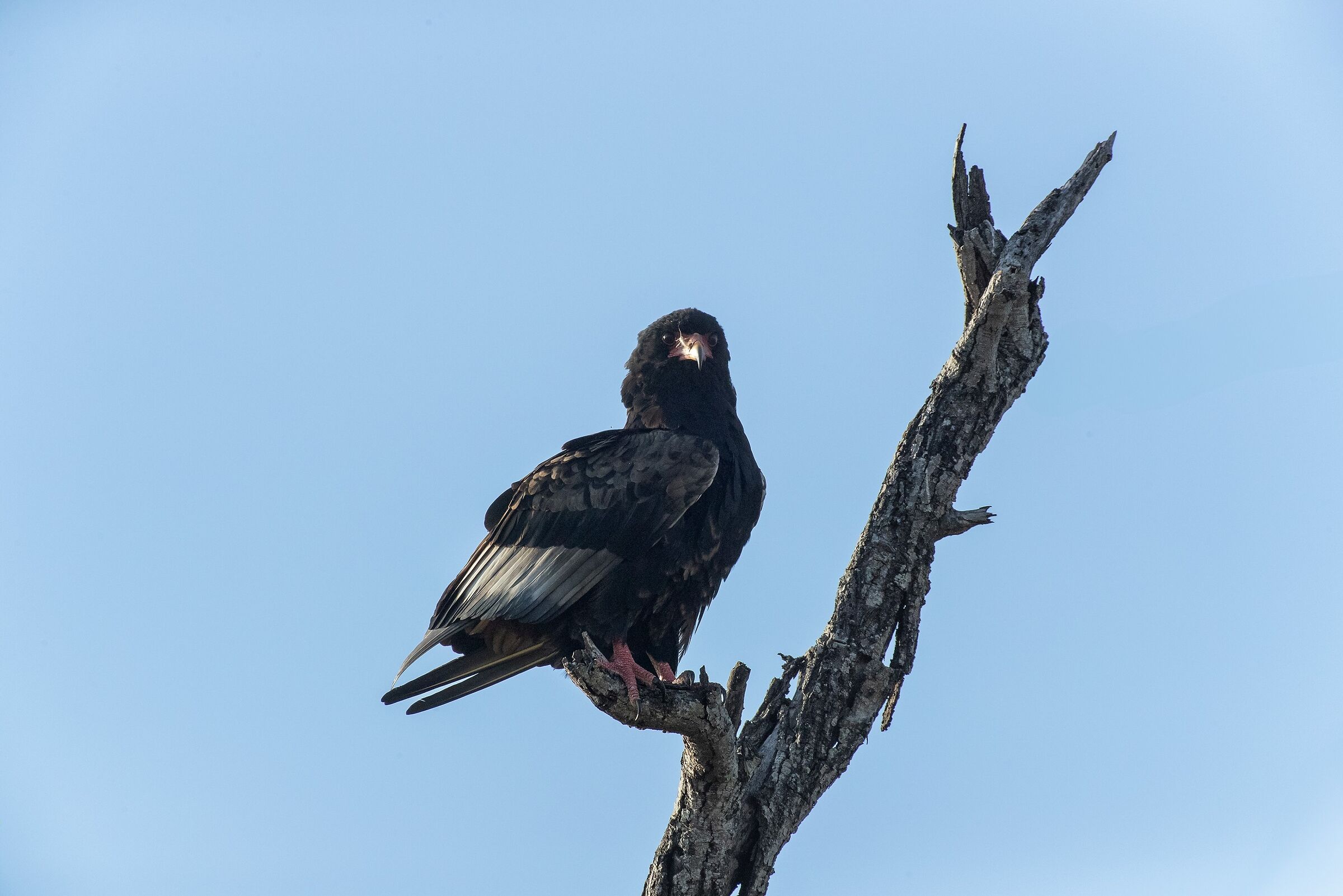 Bateleur Eagle