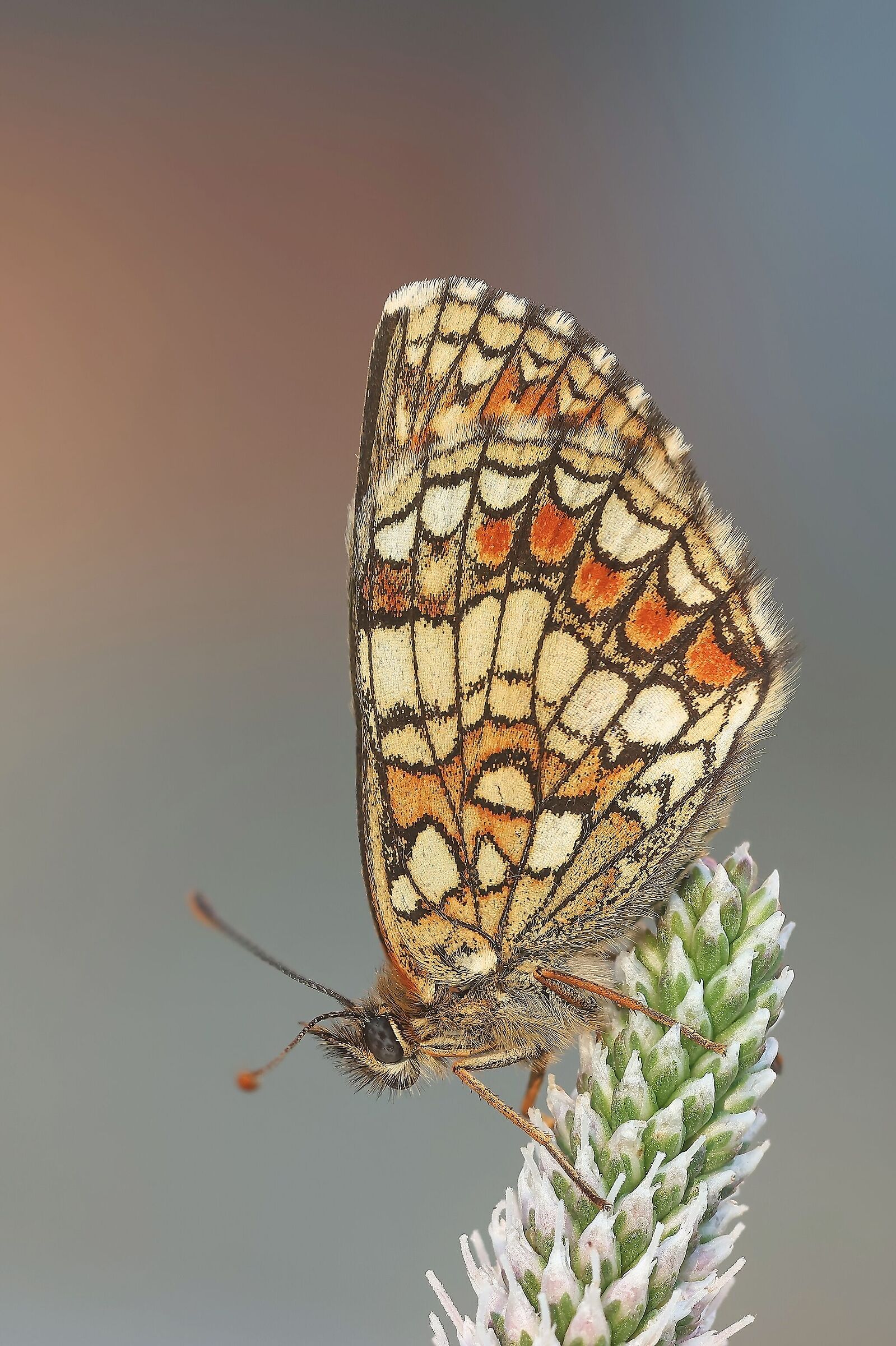 Melitaea aurelia