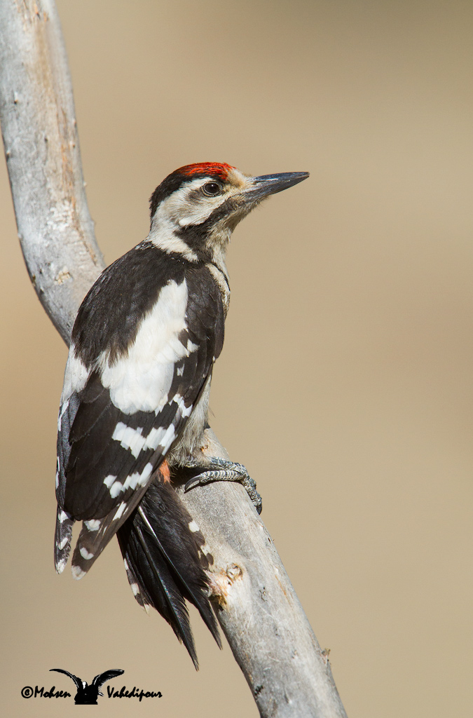 Picchio rosso di Siria