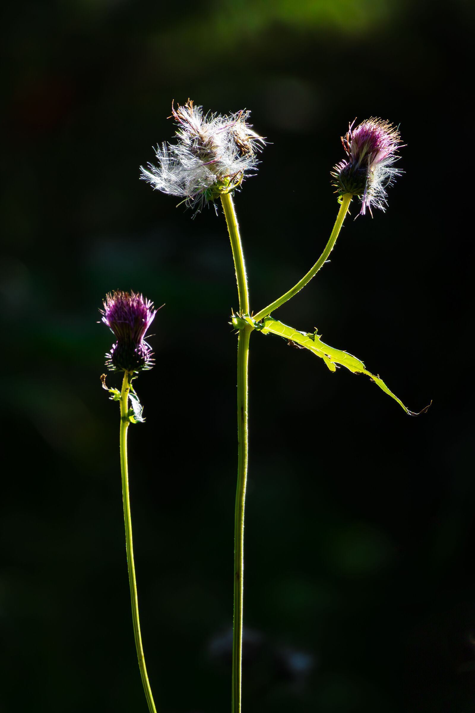 Bardana in controluce