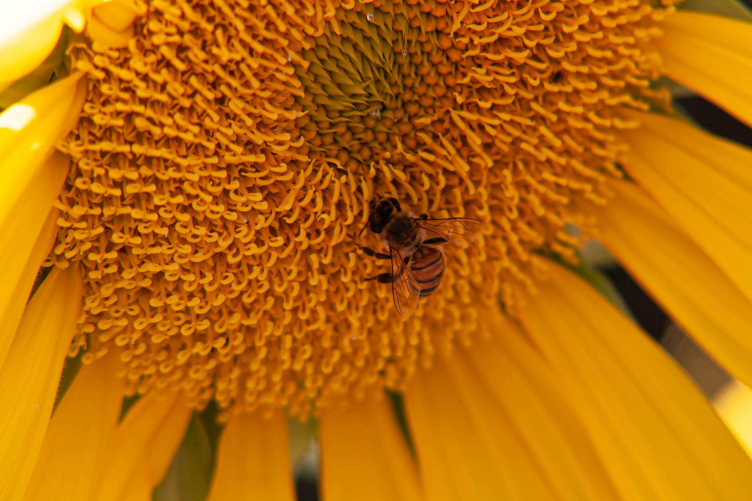 Bee on sunflower