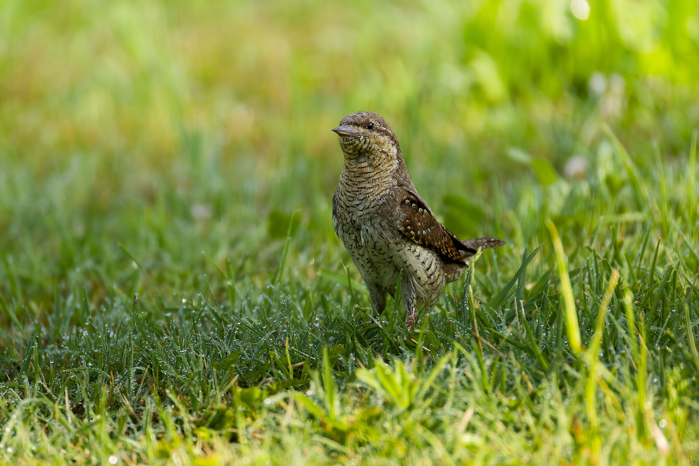 Wryneck