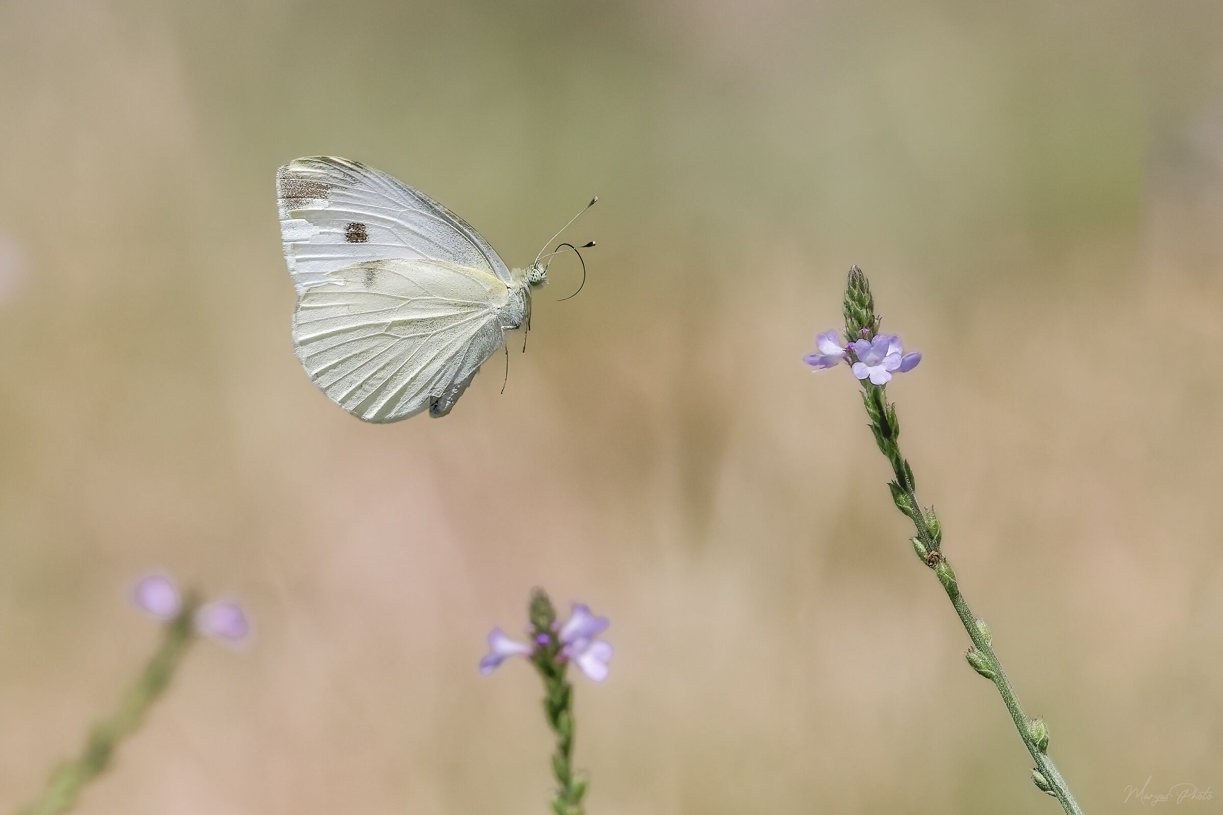 Flying among the verbenas