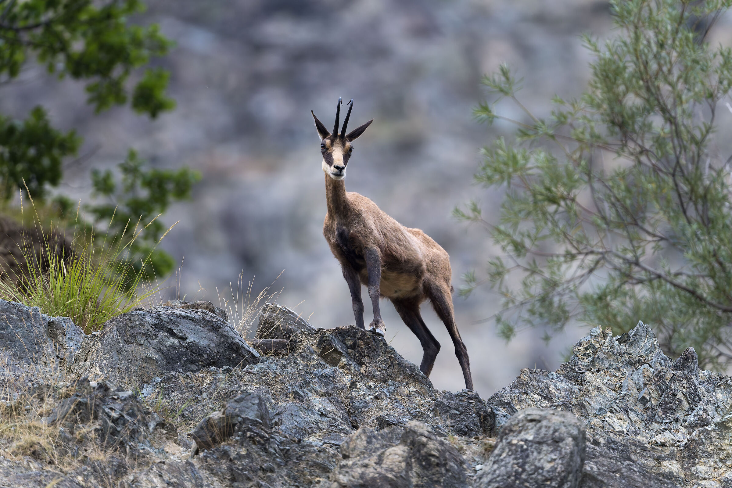 Chamois - Sacra di San Michele - Piedmont