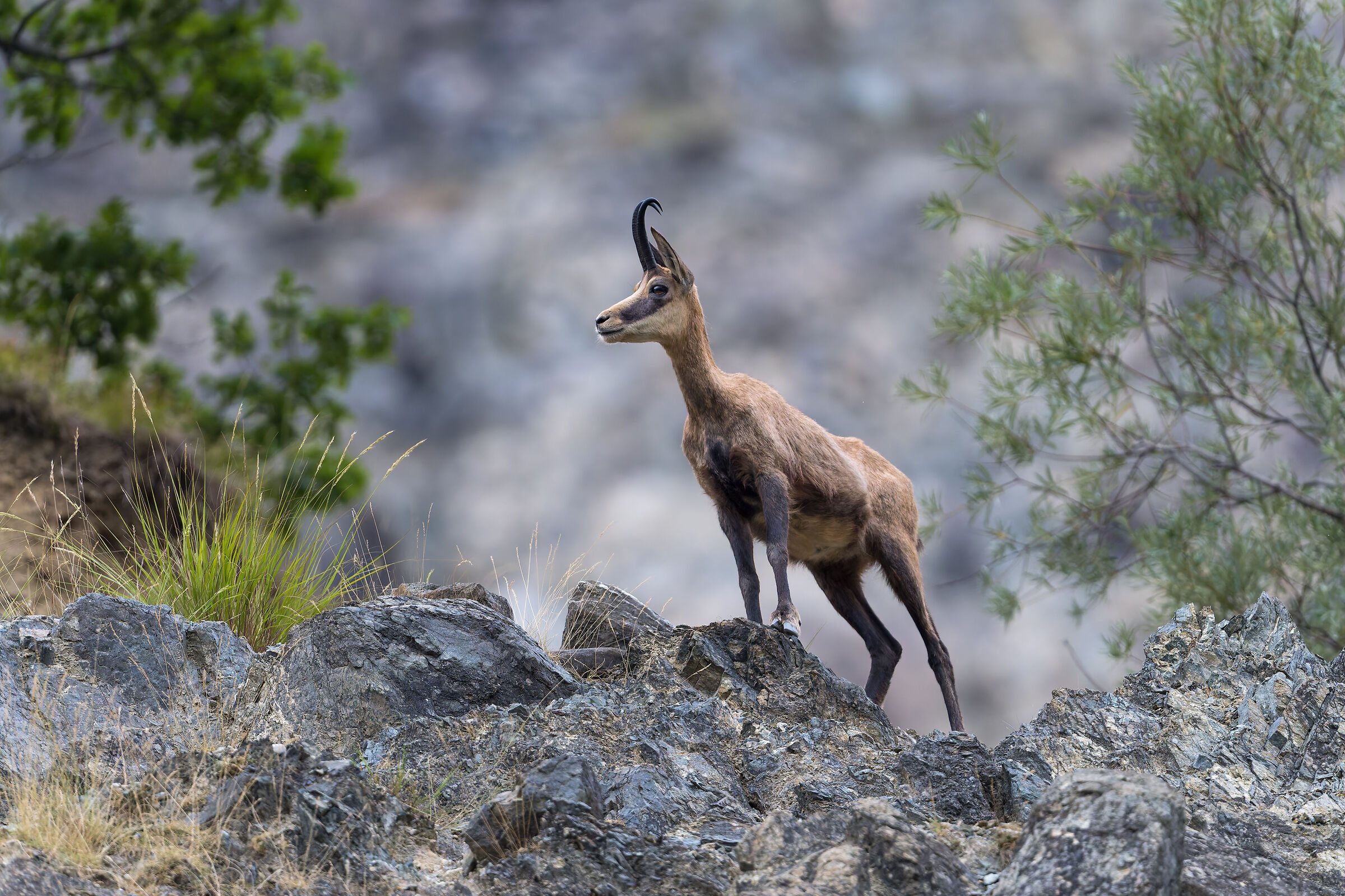 Chamois - Sacra di San Michele - Piedmont