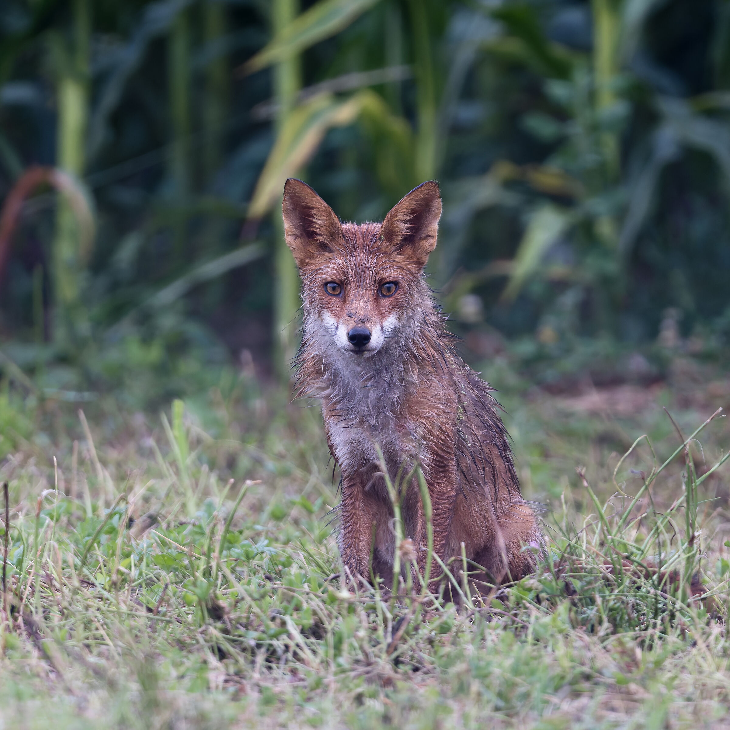 Red Fox - Sacra di San Michele - Piedmont