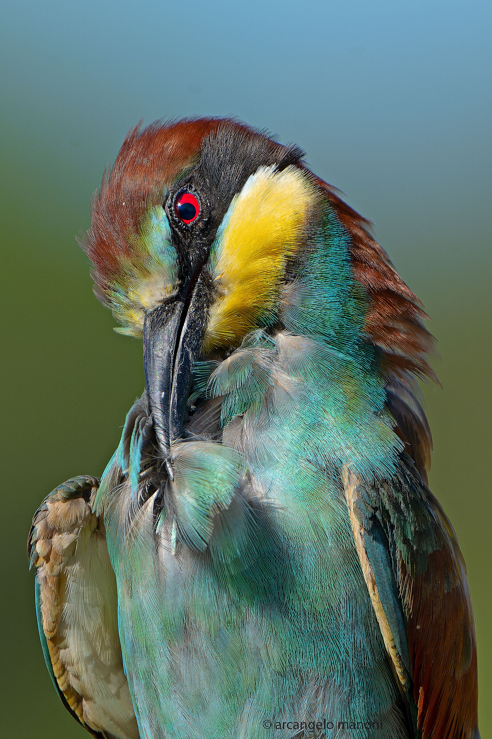 Intent on cleaning pens