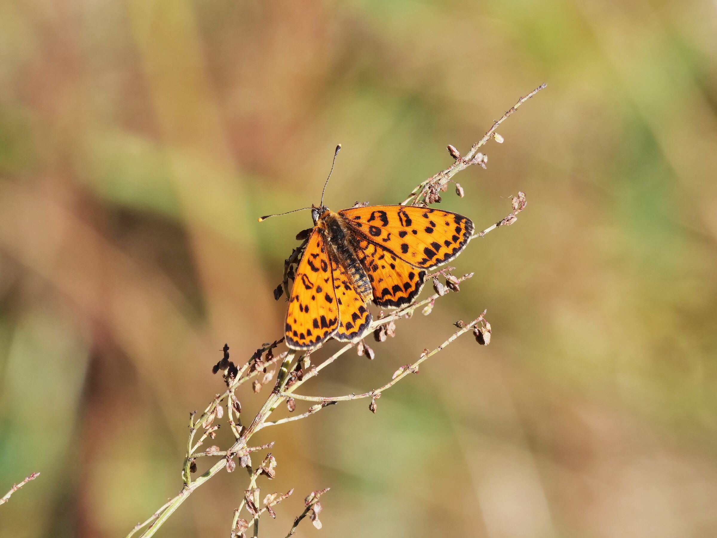 Melitaea didyma