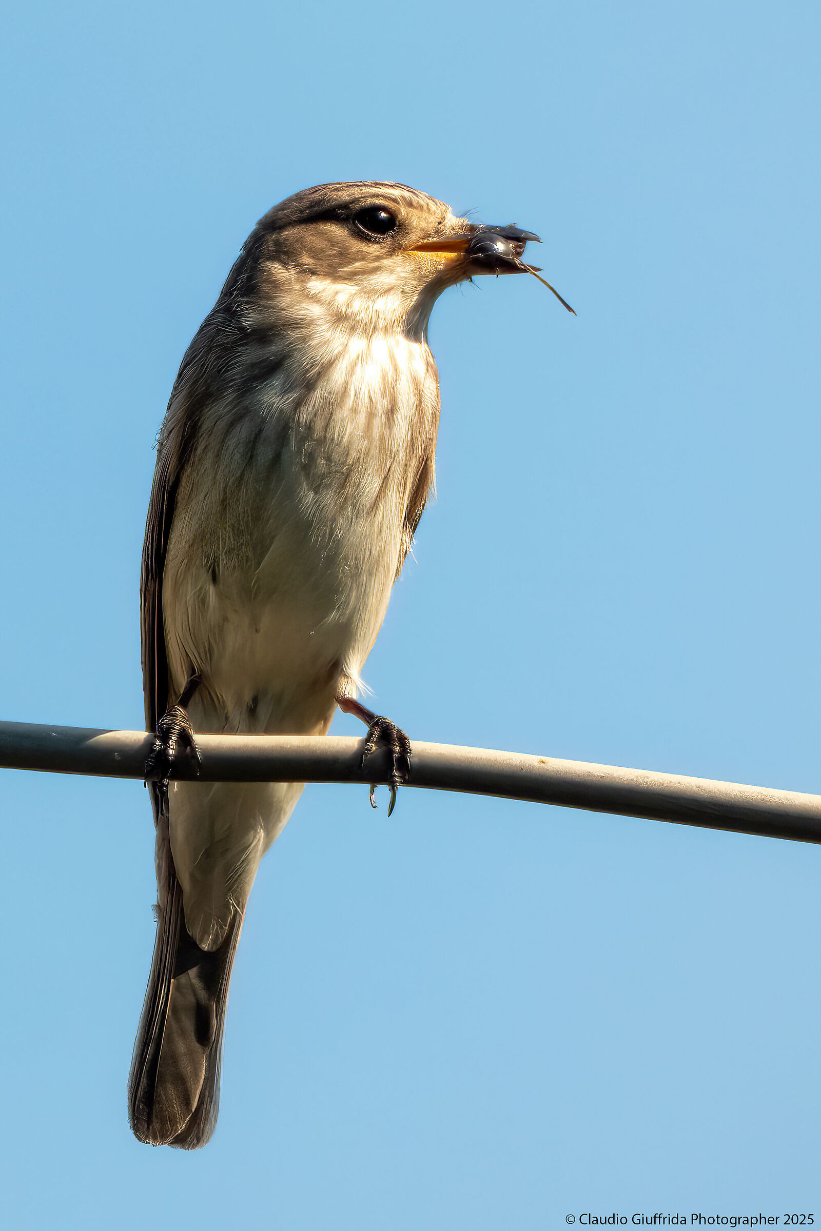 Muscicapa striata con preda