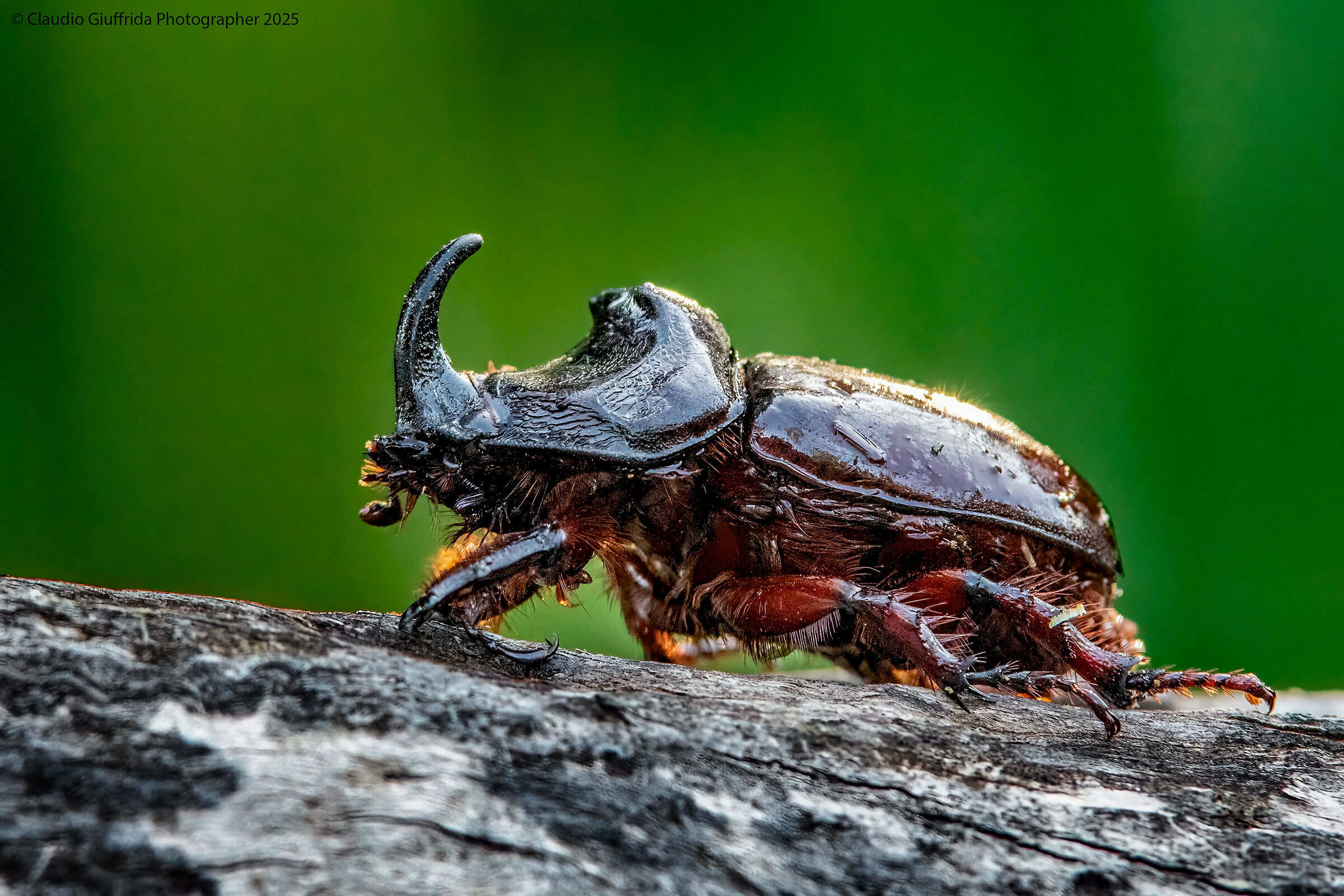 Oryctes nasicorni