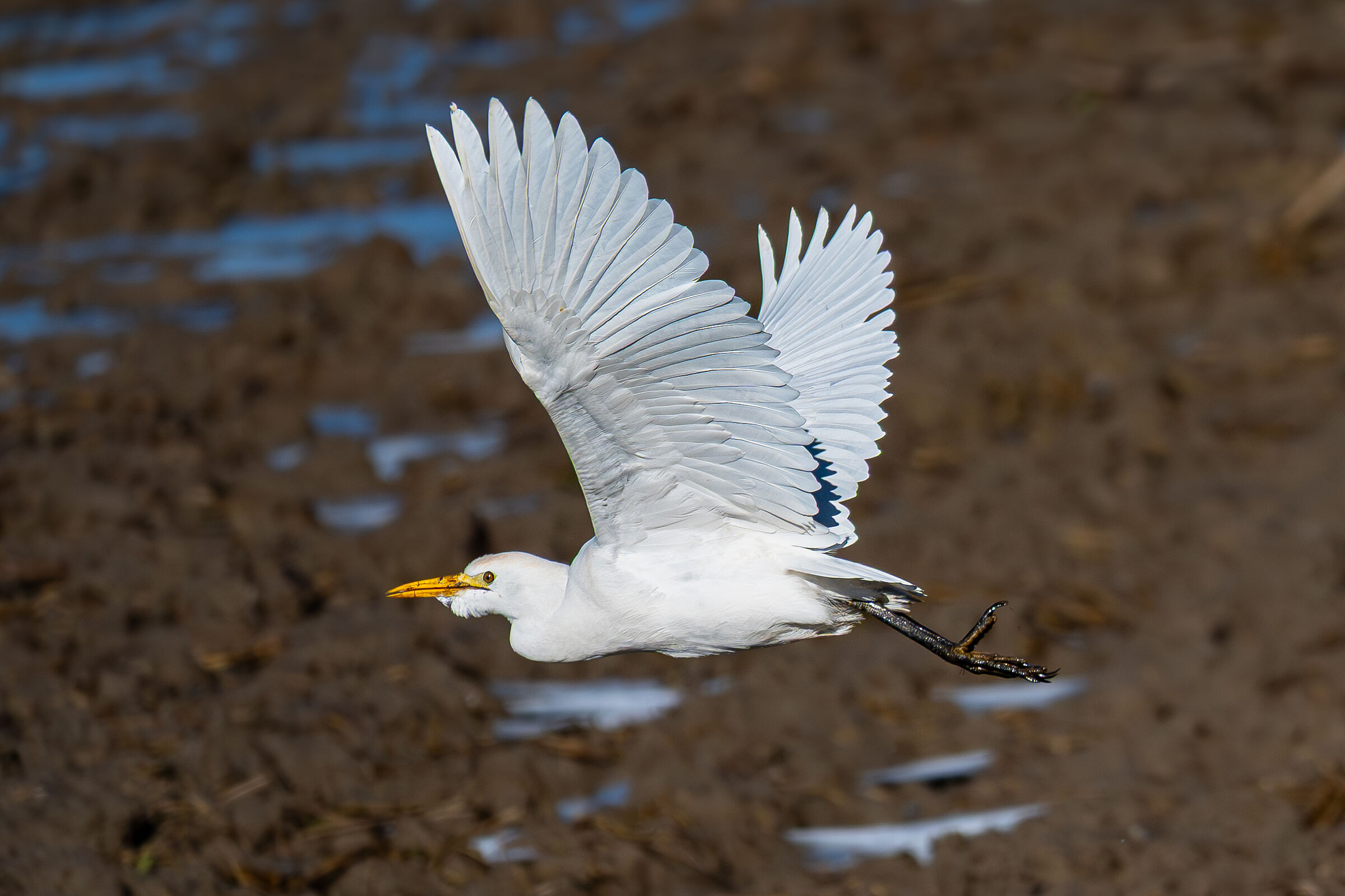 Heron and rice paddy