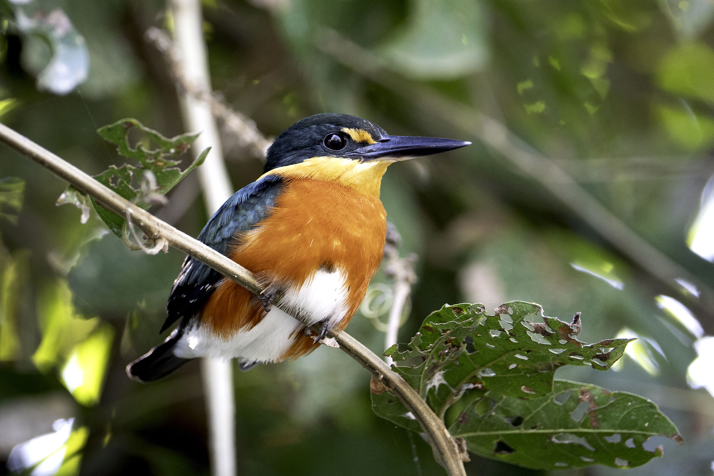 Martin Pescatore Americano pigmeo