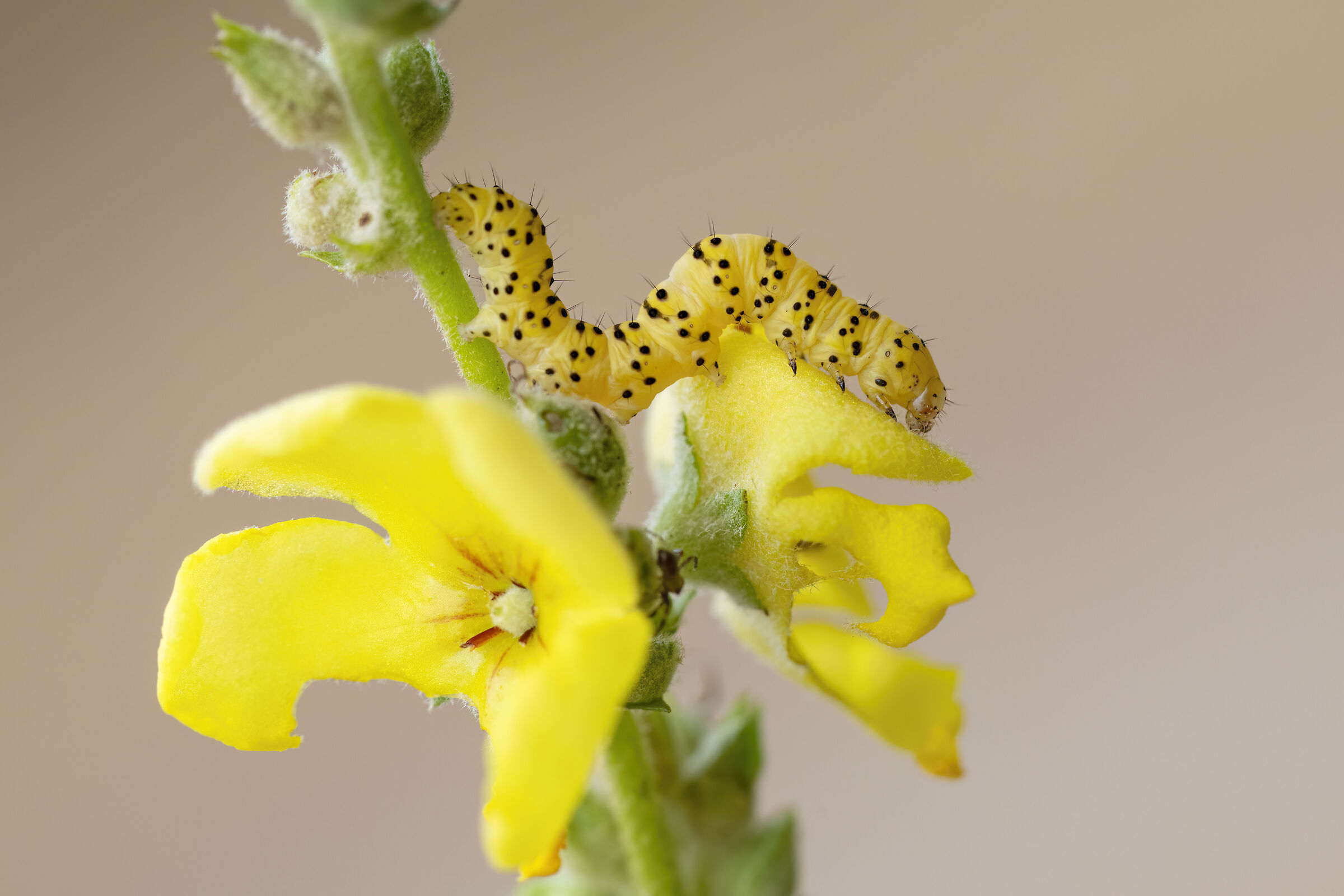 Bruco dei lychnis striati