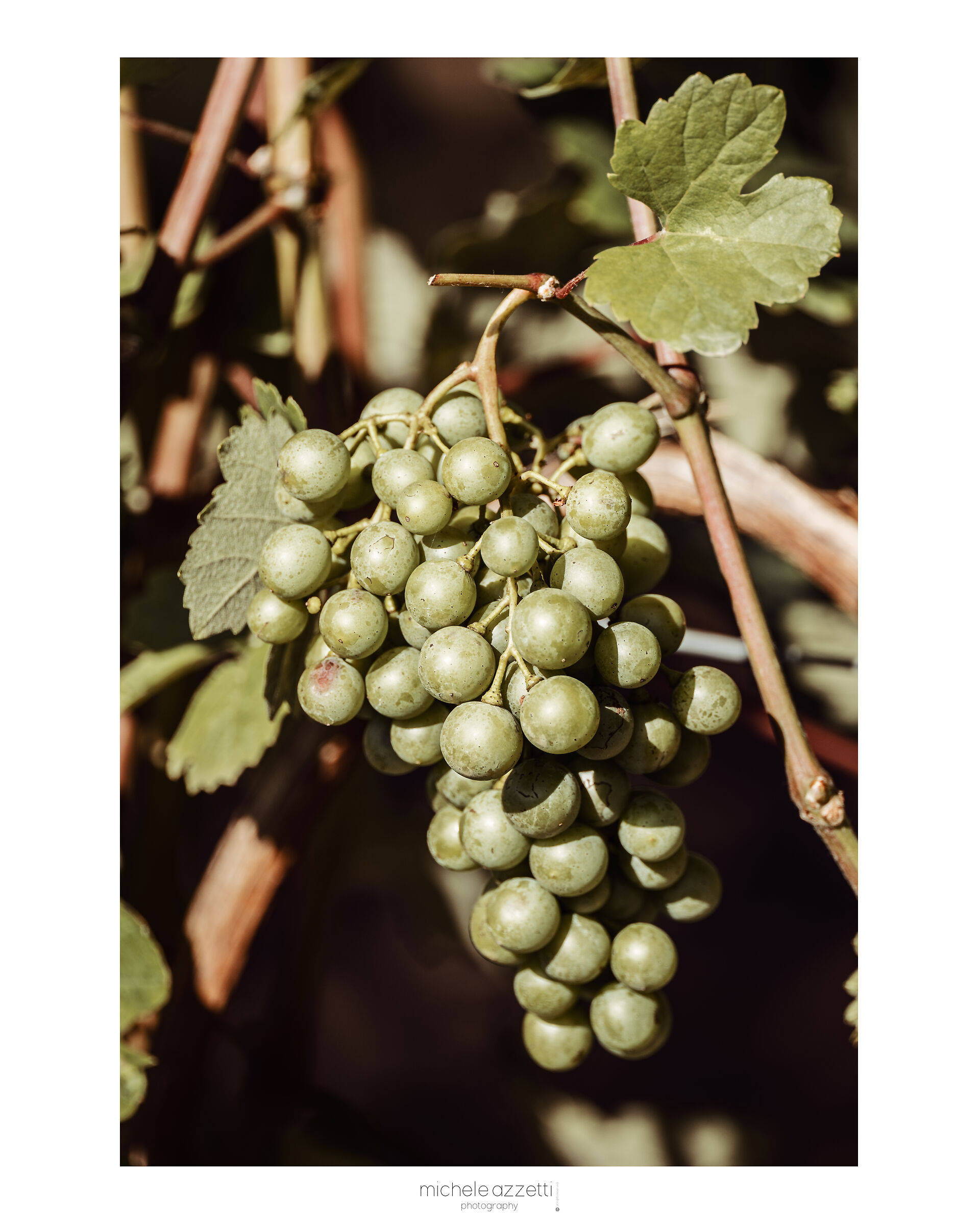 The grapes