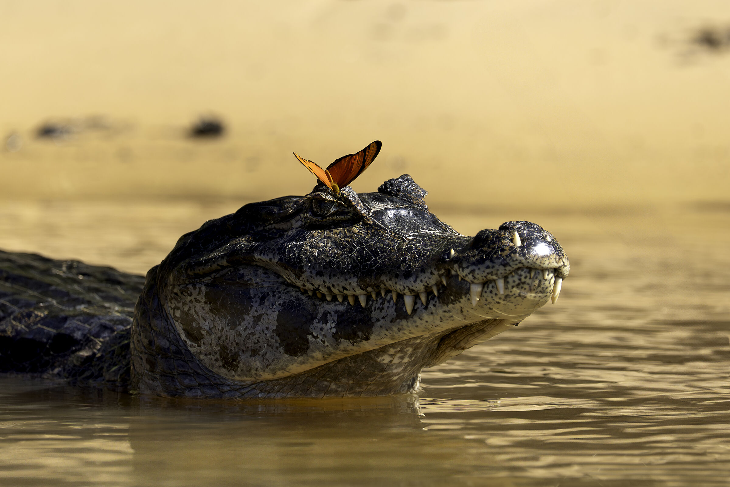 Il caimano e la farfalla