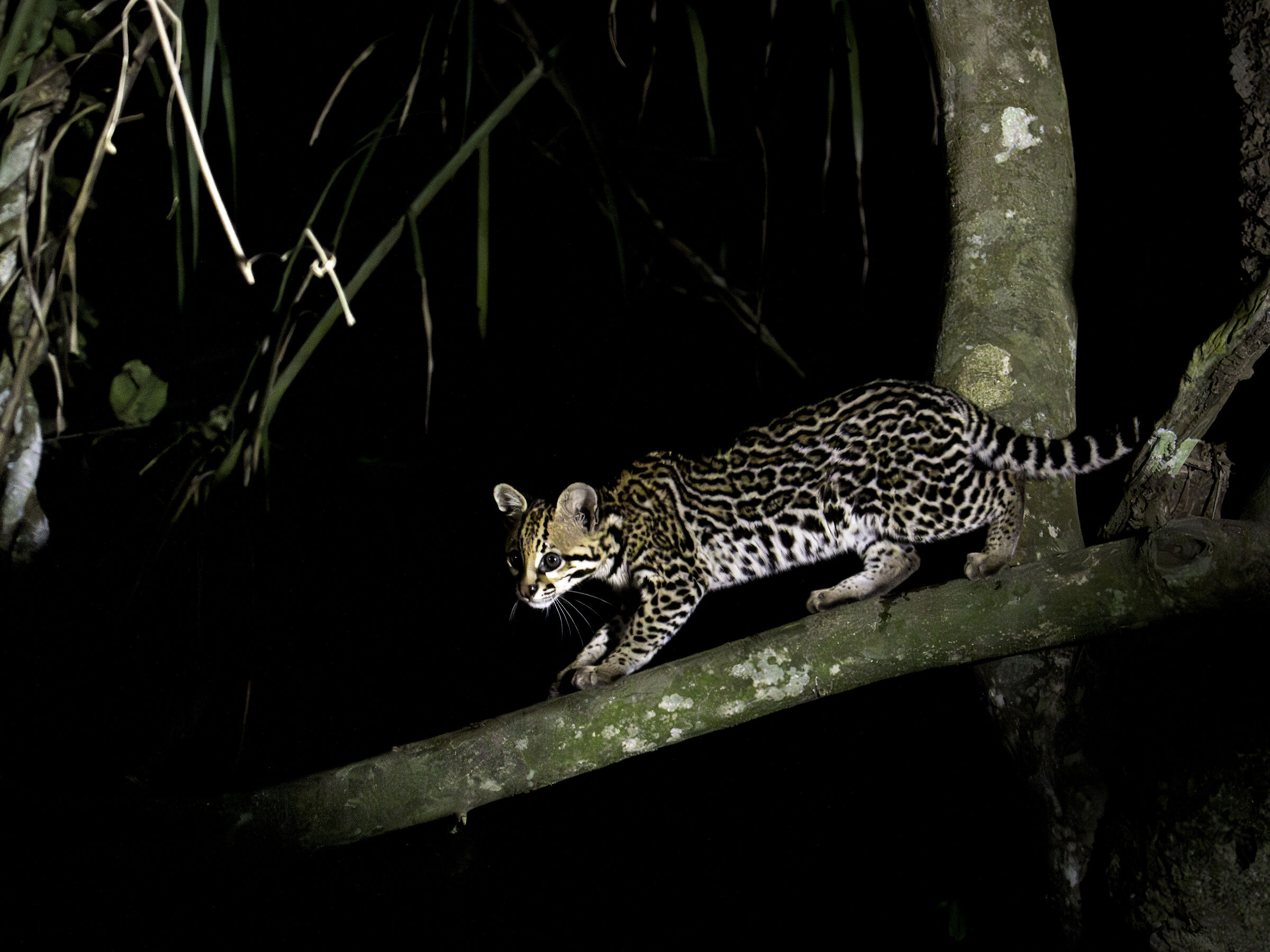 Ocelot