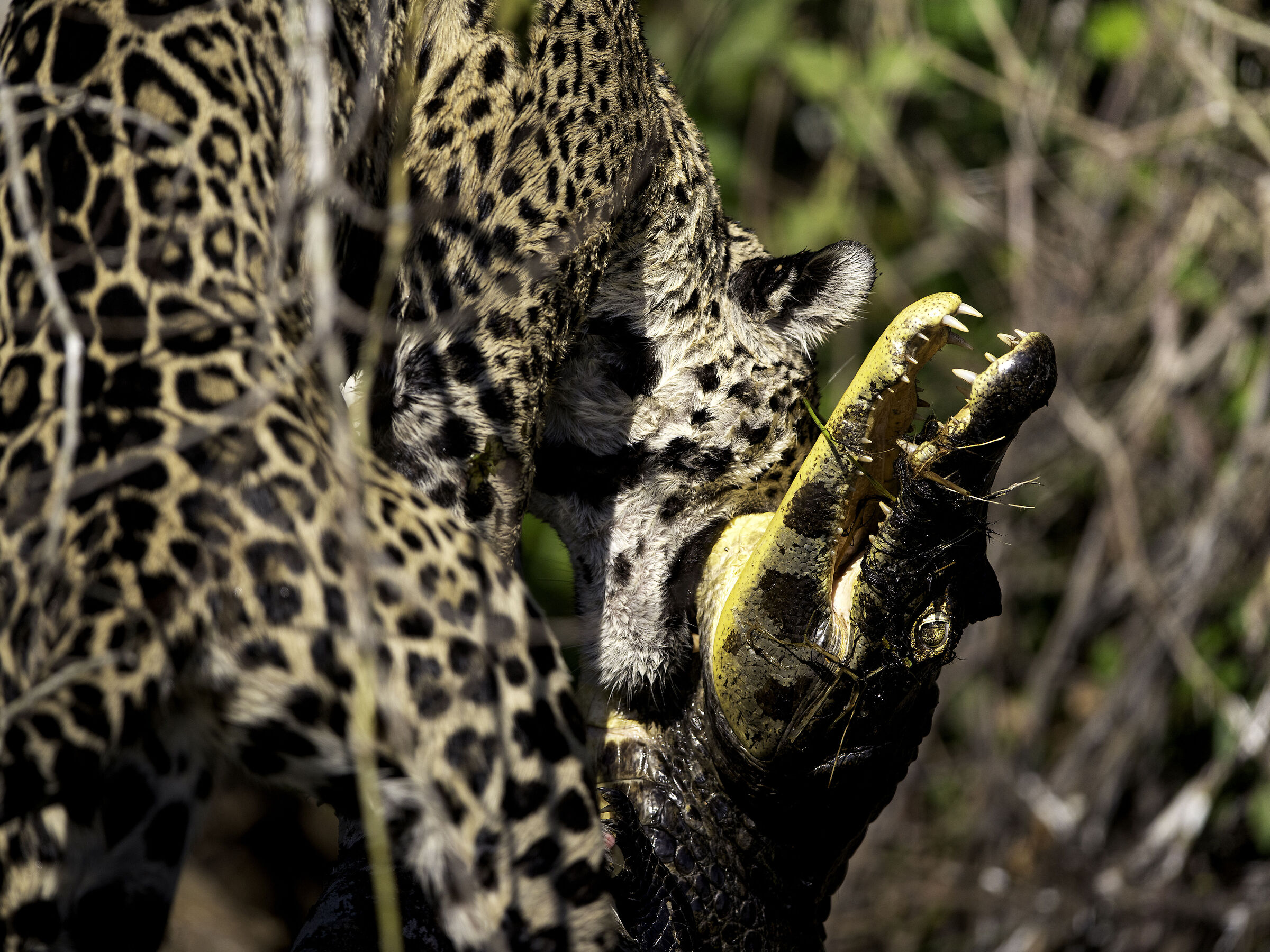 Il morso del Giaguaro