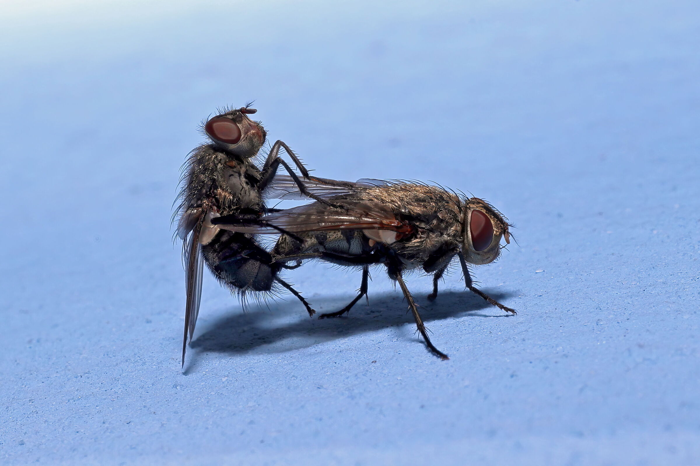 Accoppiamento di Mosche