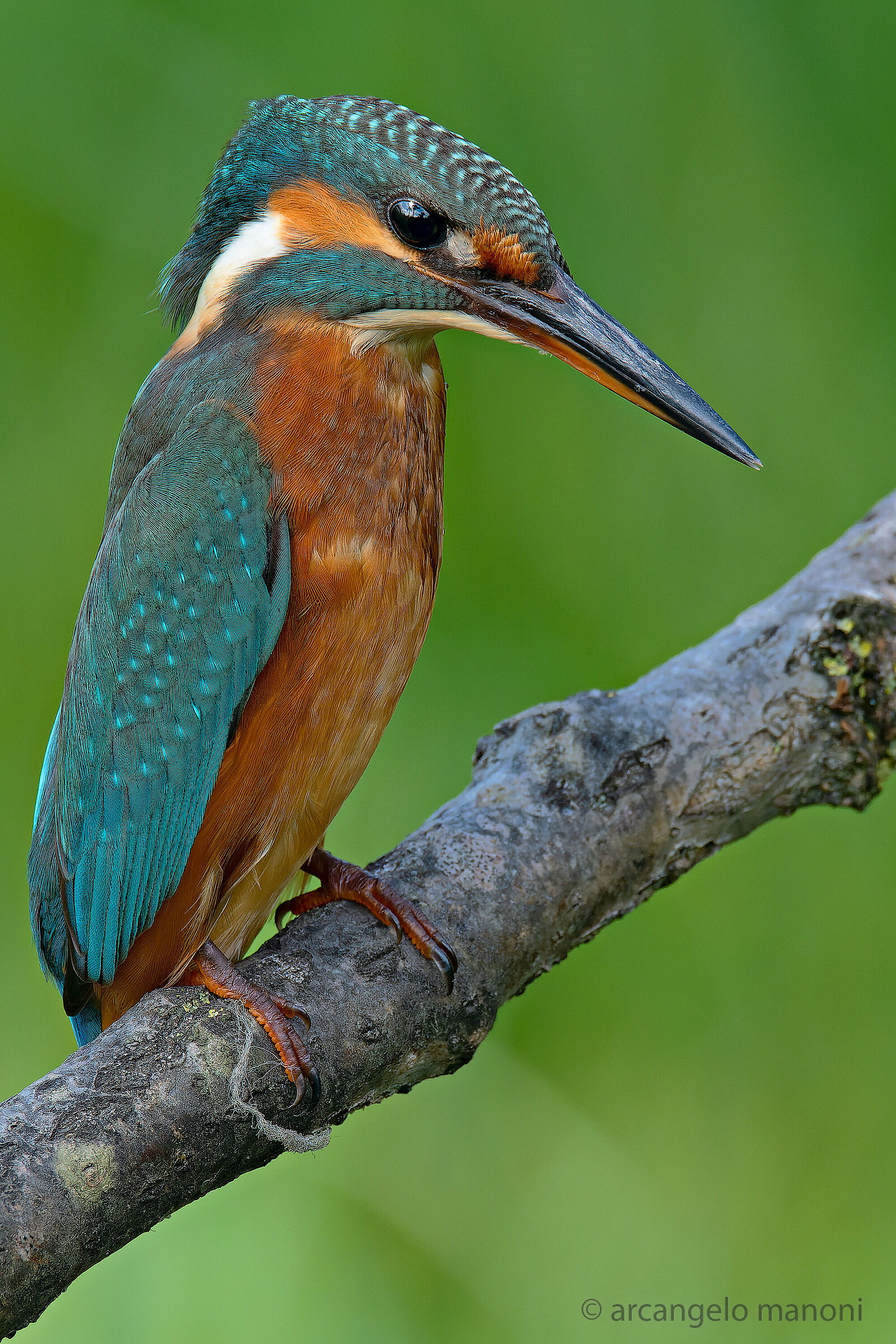 Mister Kingfisher