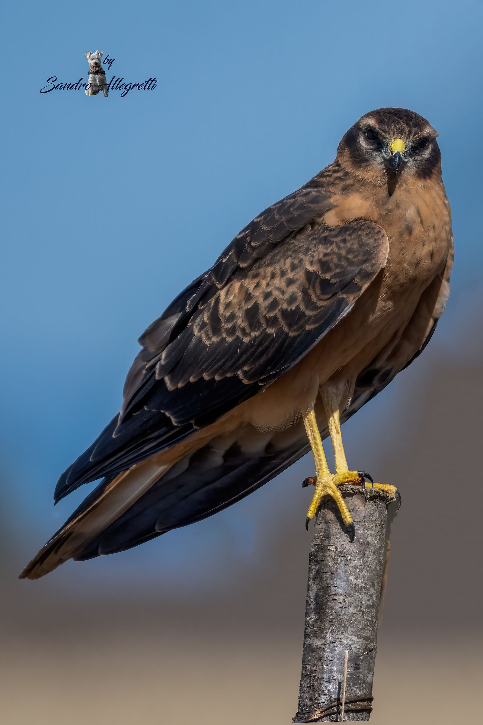 L'albanella minore (Circus pygargus) juv