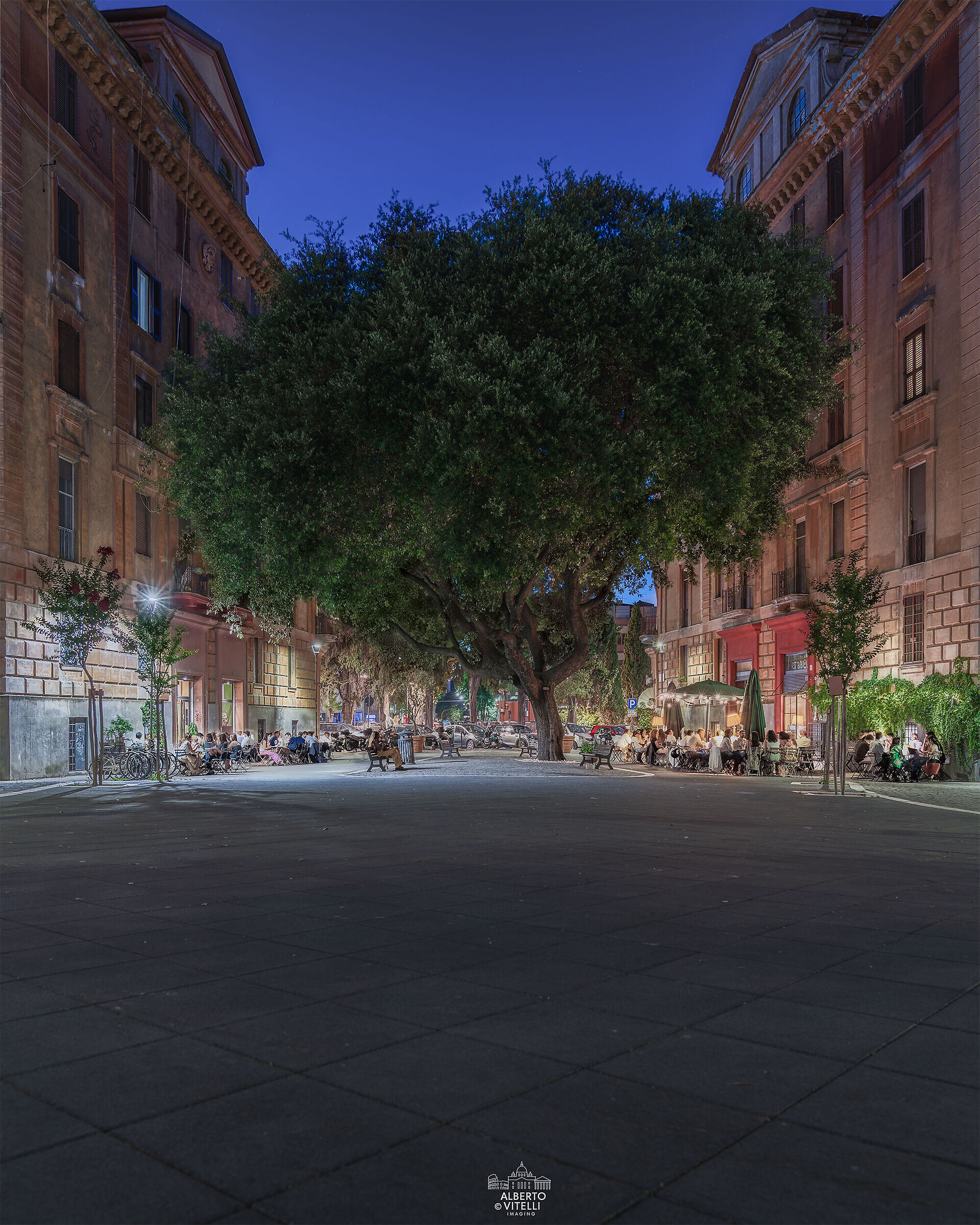 The old hundred-year-old holm oak