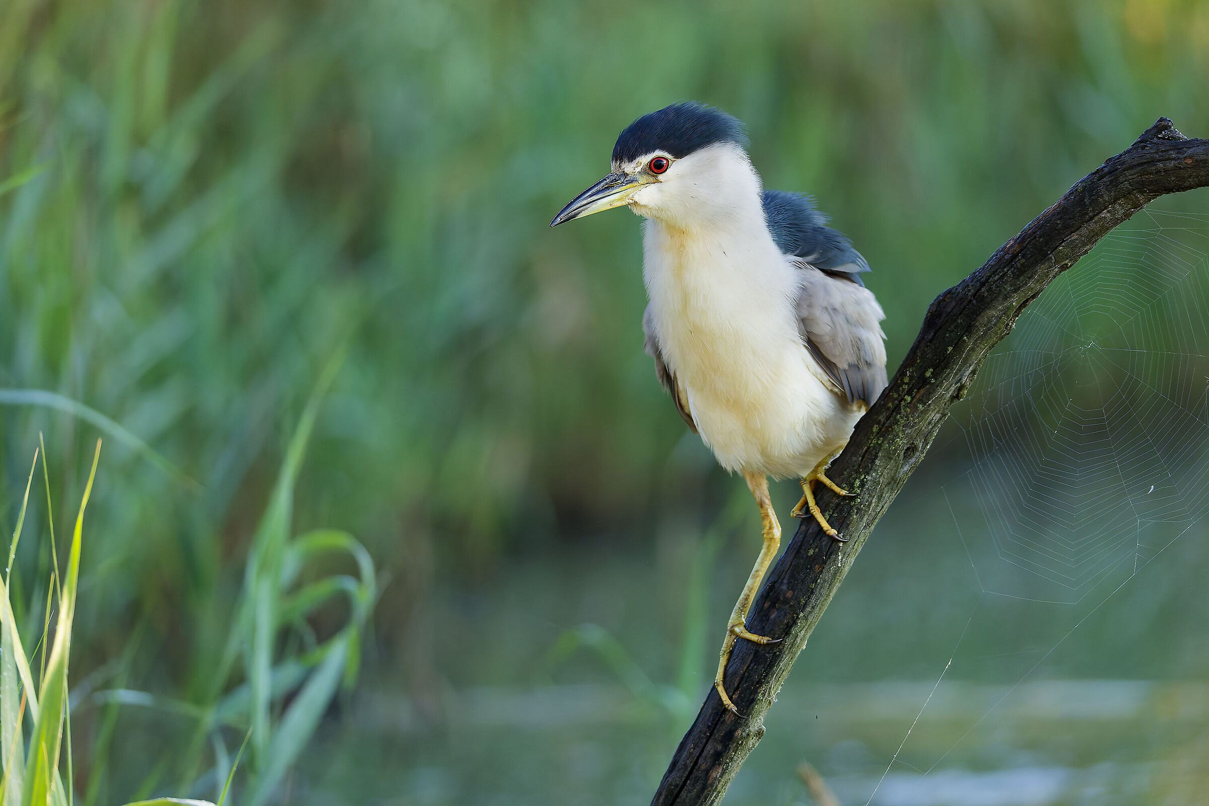 Night Heron